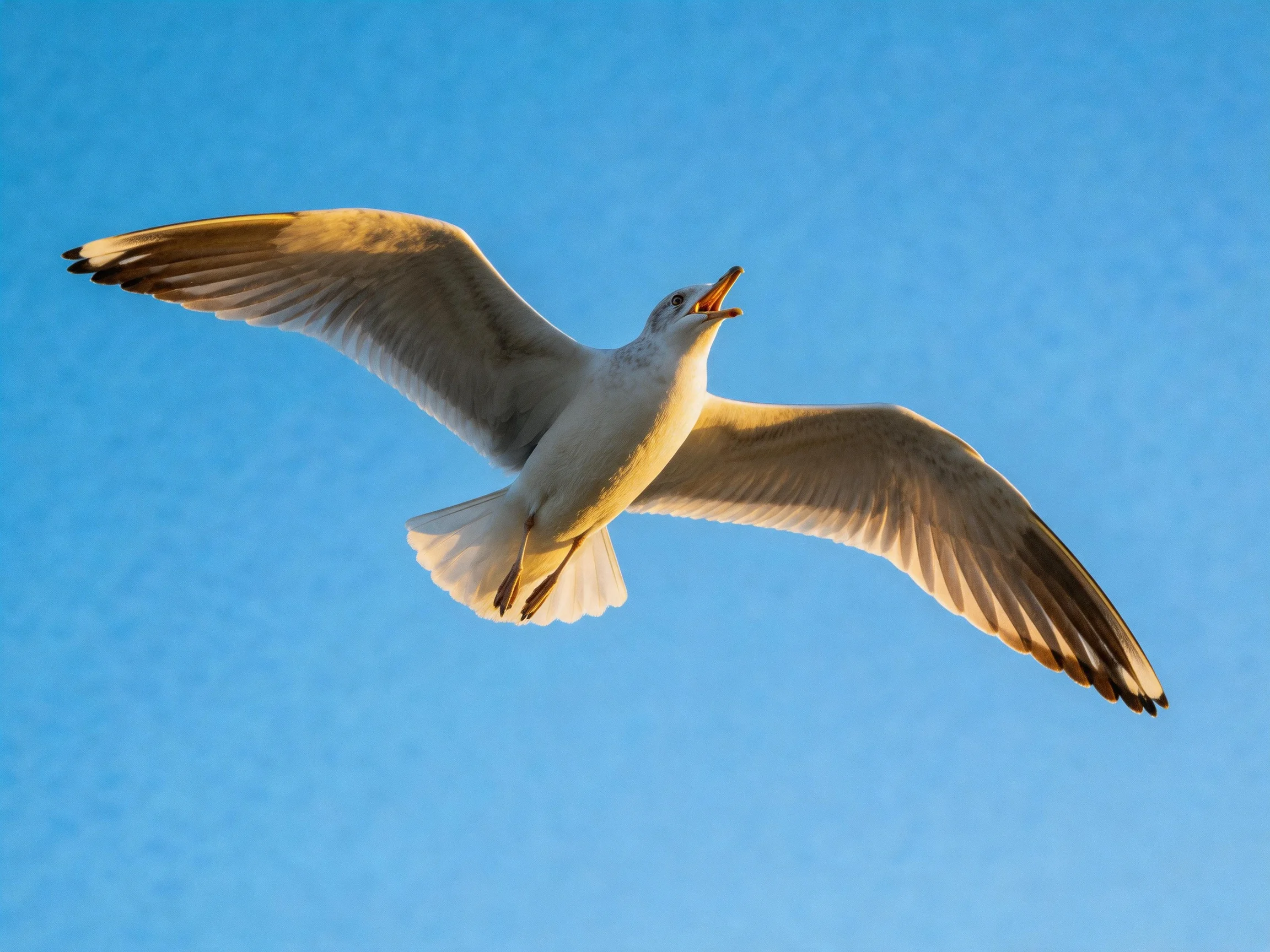 A seagull soaring with outstretched wings against a clear blue sky