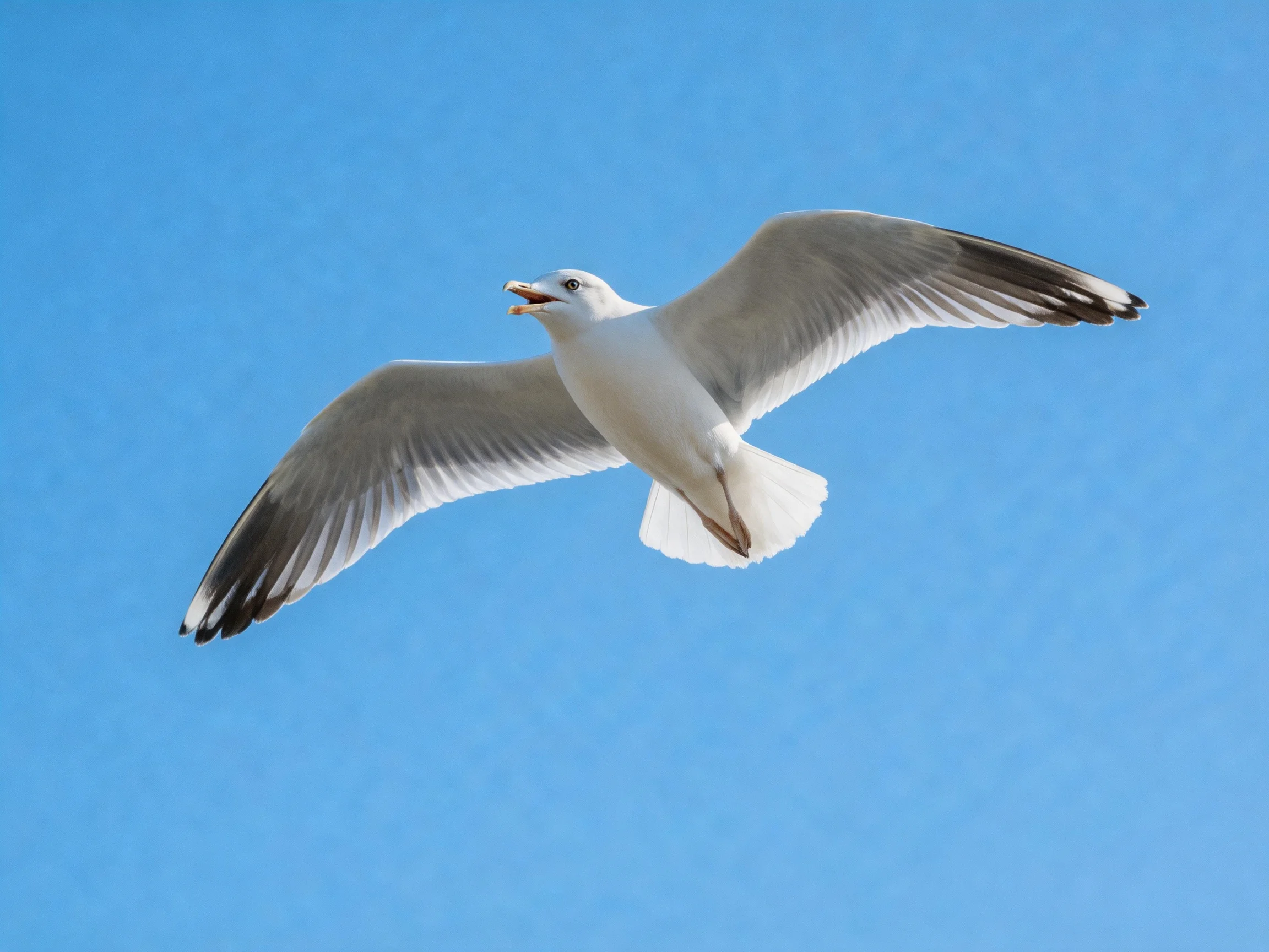 A seagull soaring with outstretched wings against a clear blue sky