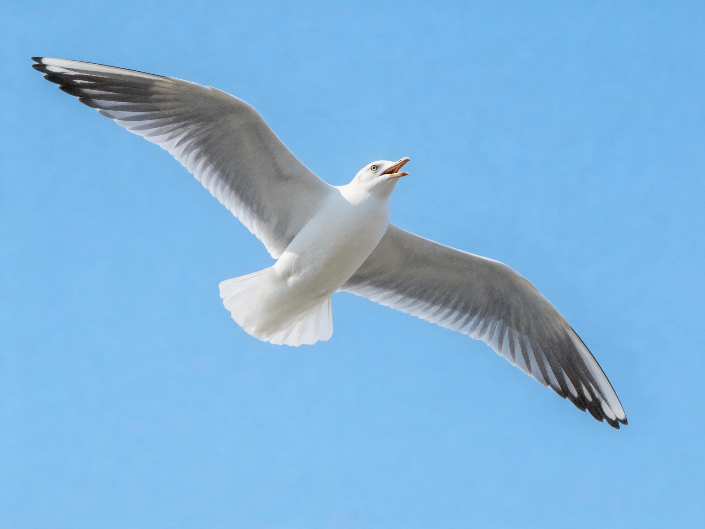 A seagull soaring with outstretched wings against clear blue sky