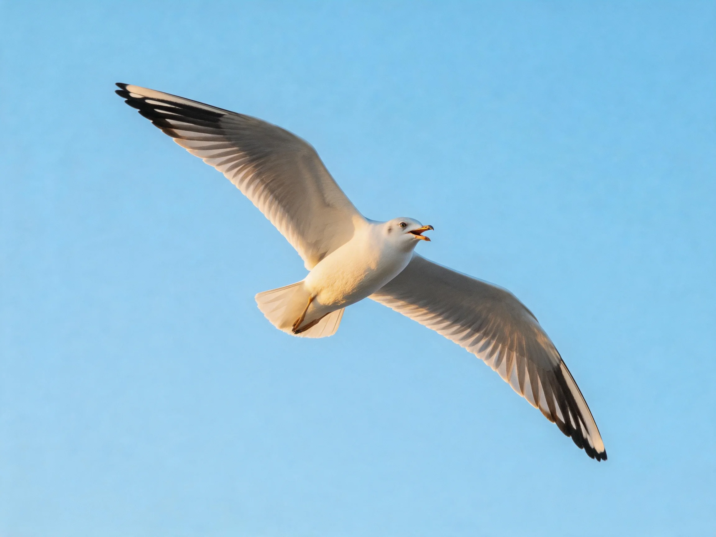 A seagull soaring with outstretched wings against clear blue sky