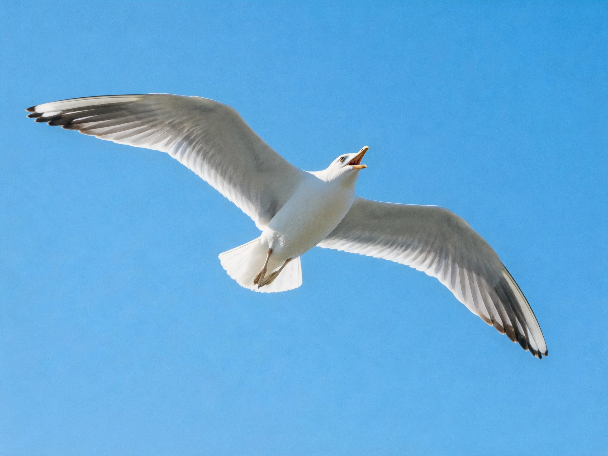 A seagull soaring with outstretched wings in clear blue sky