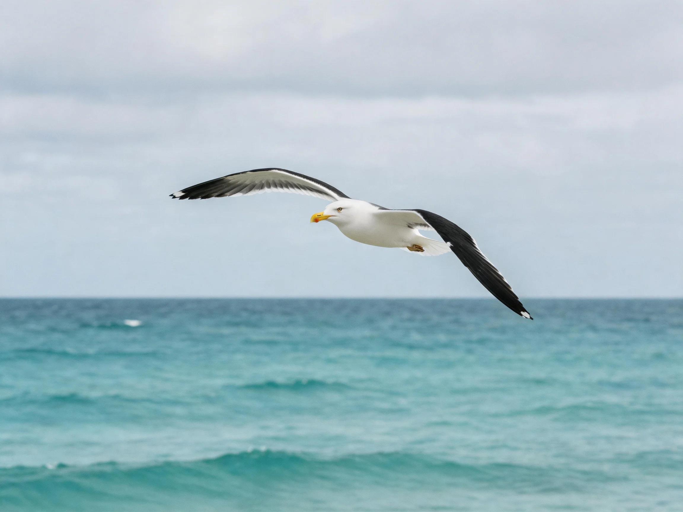 A seagull soars over turquoise ocean waters under a gray sky
