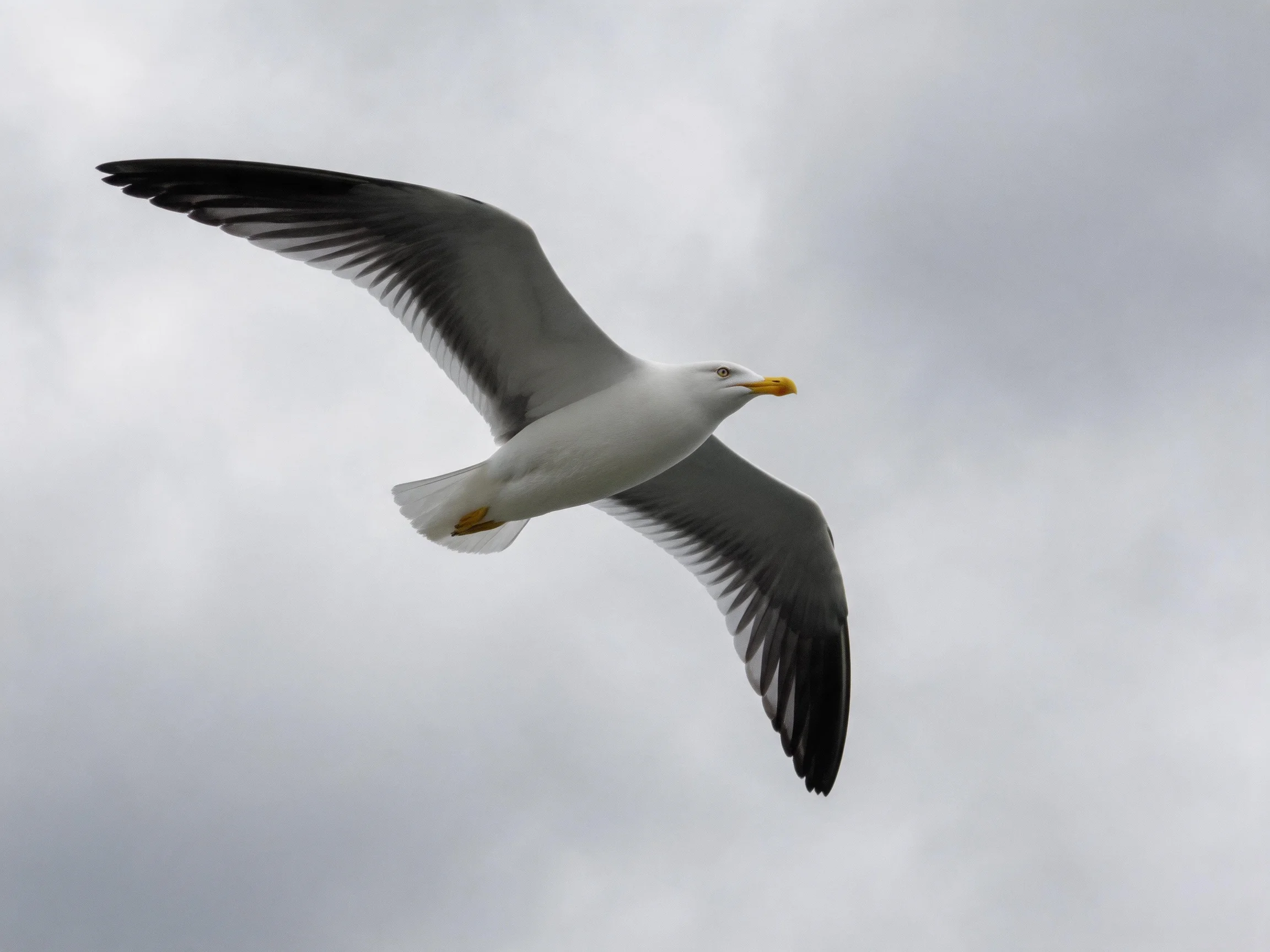 A seagull soars with outstretched gray wings against a cloudy sky