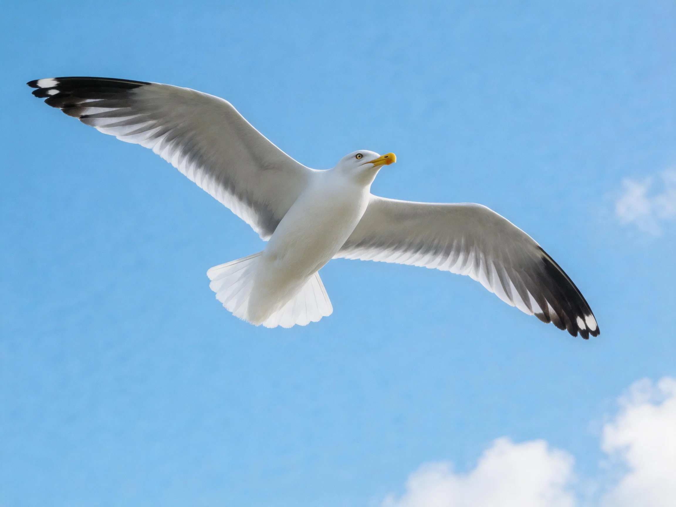 A seagull soars with outstretched wings against a clear blue sky