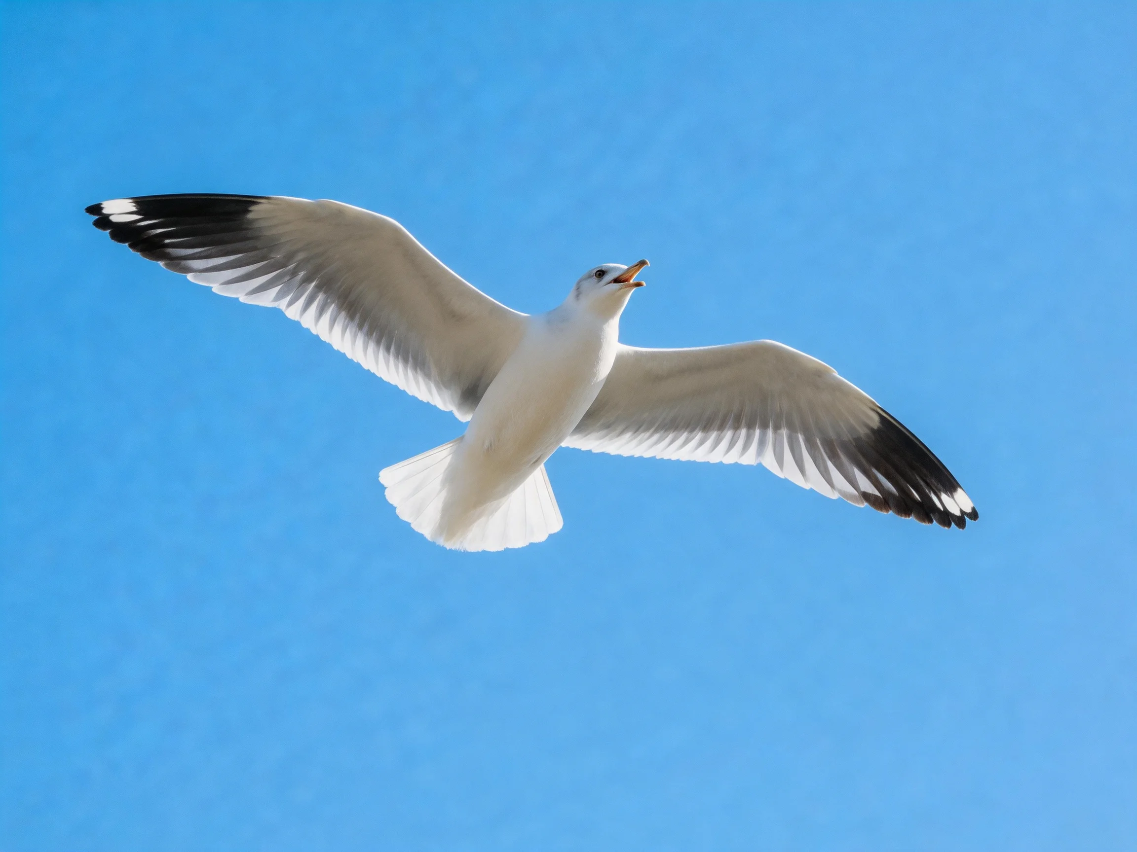 A seagull soars with outstretched wings against a clear blue sky
