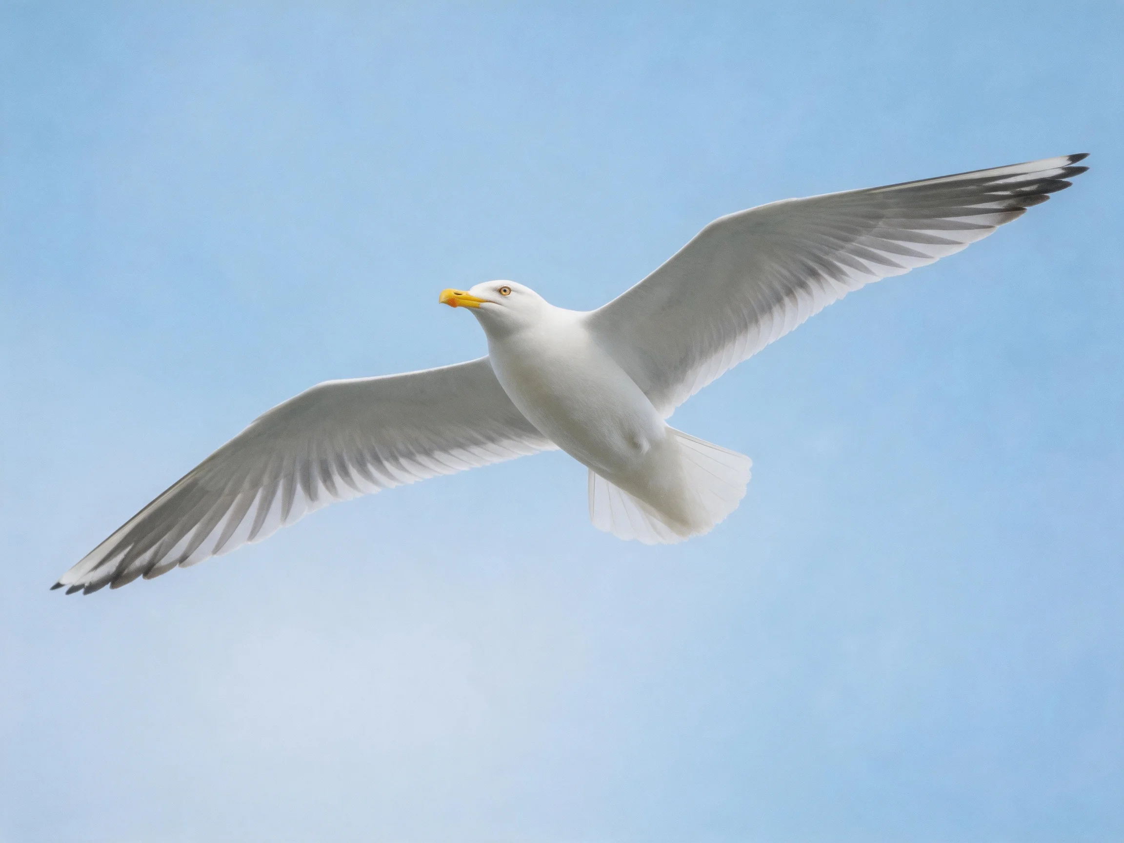 A seagull soars with outstretched wings against a clear blue sky