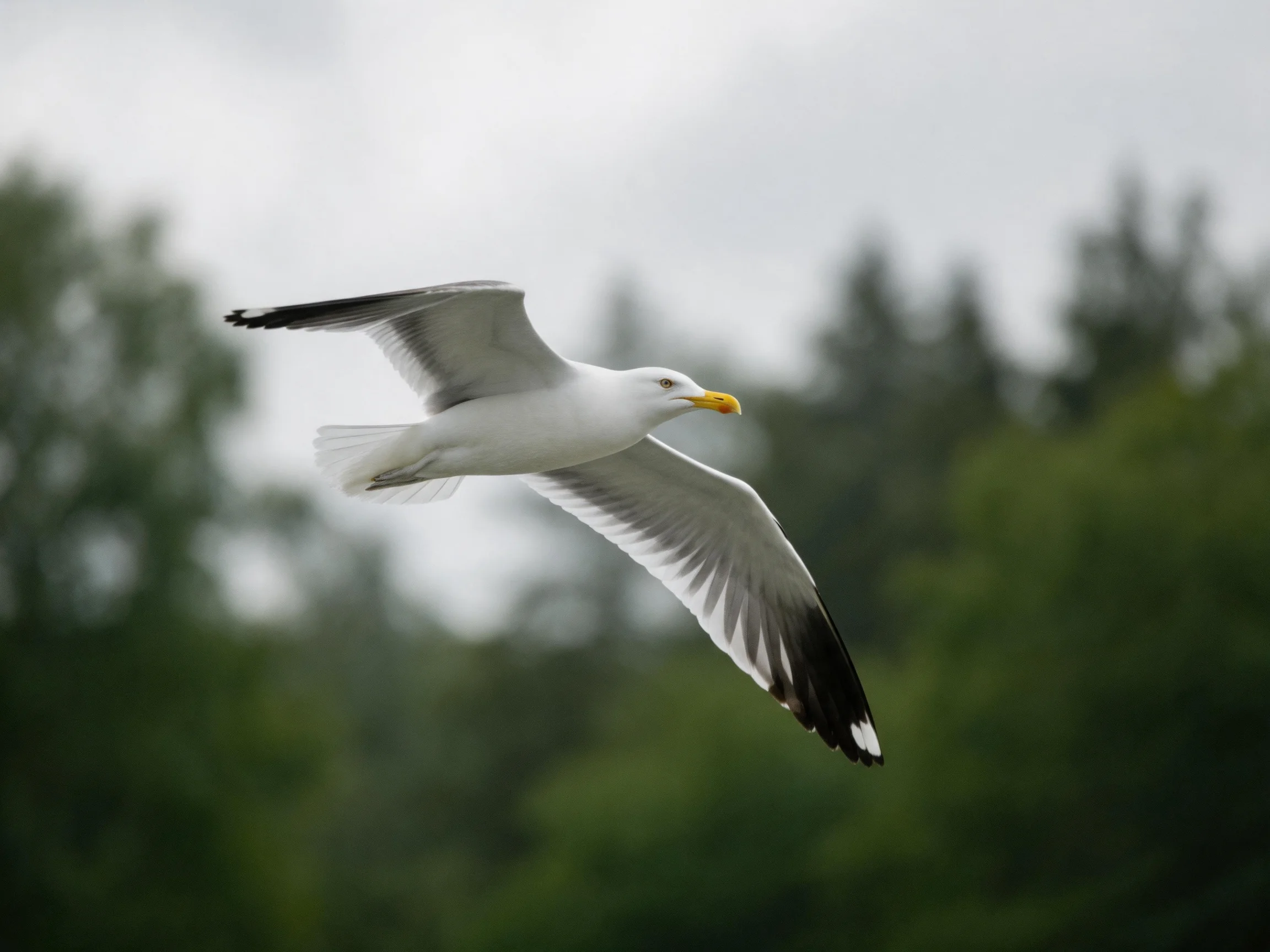 A seagull with black-tipped wings flies near green foliage