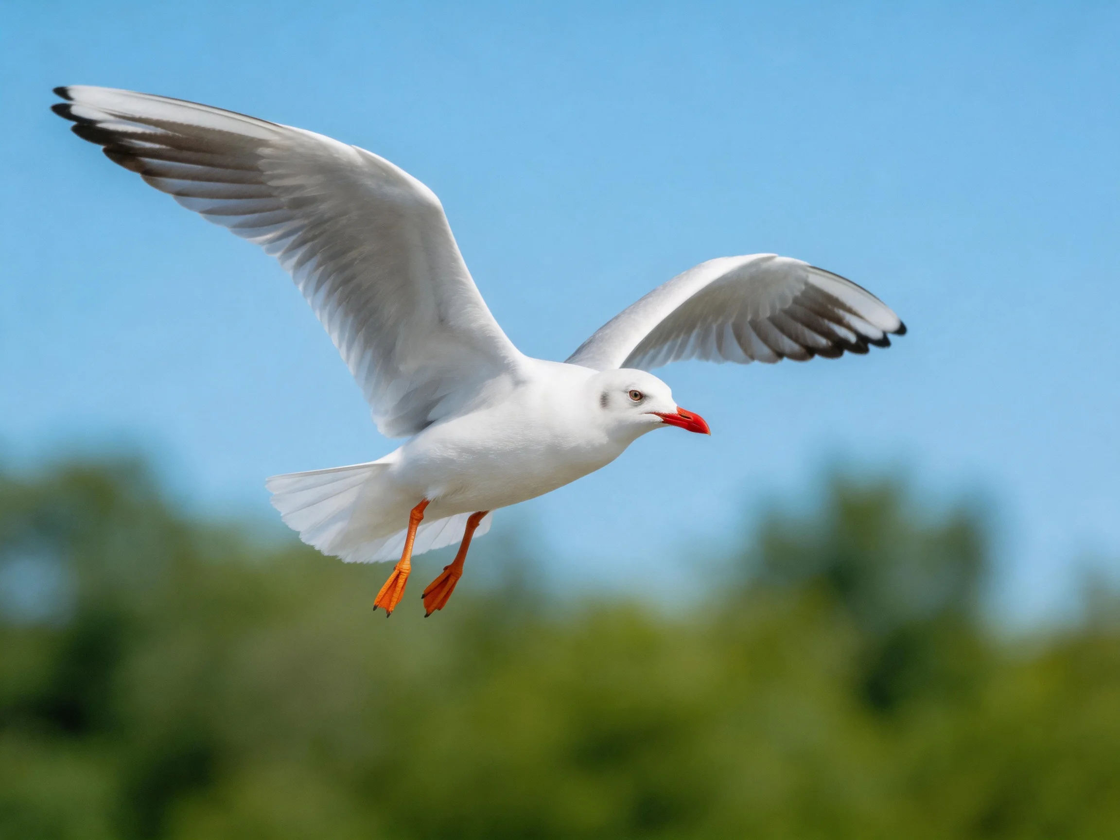 A seagull with black-tipped wings flies near green foliage under clear blue sky