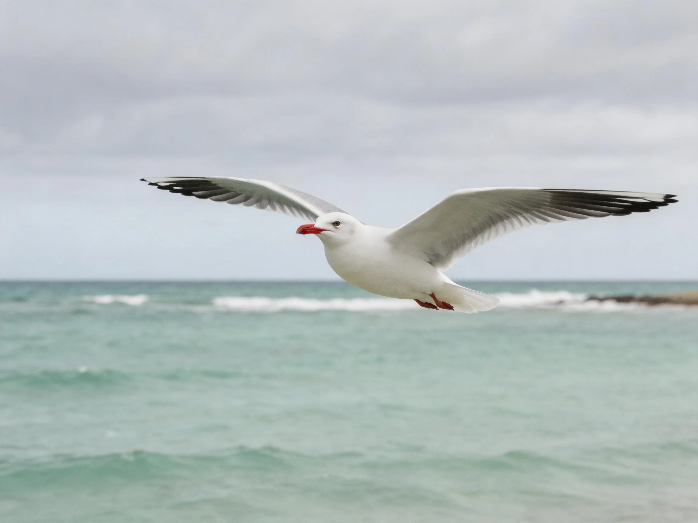 A seagull with black-tipped wings flies over turquoise ocean under a gray sky