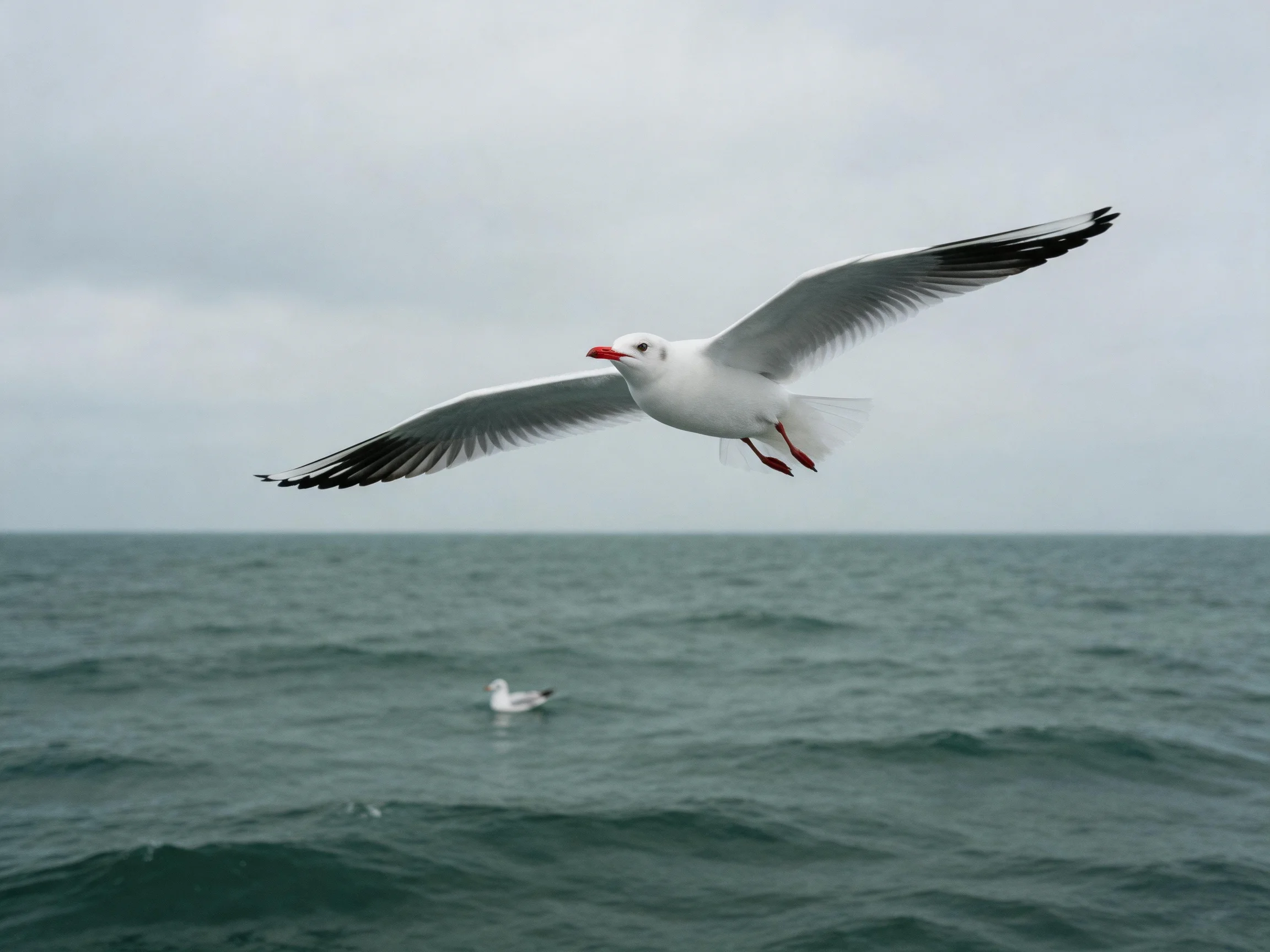 A seagull with black-tipped wings soars over gray-blue ocean waters near a distant bird.