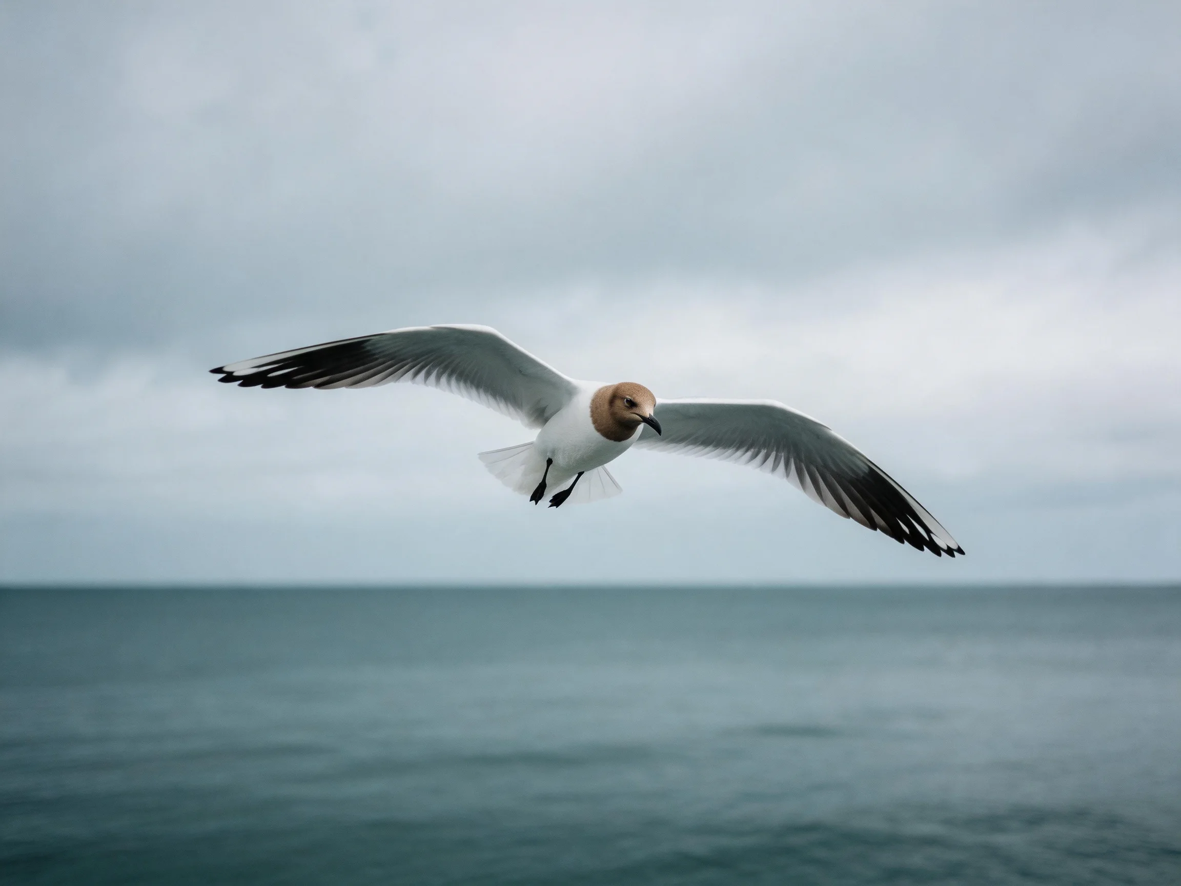 A seagull with brown head flies over calm blue waters under an overcast sky