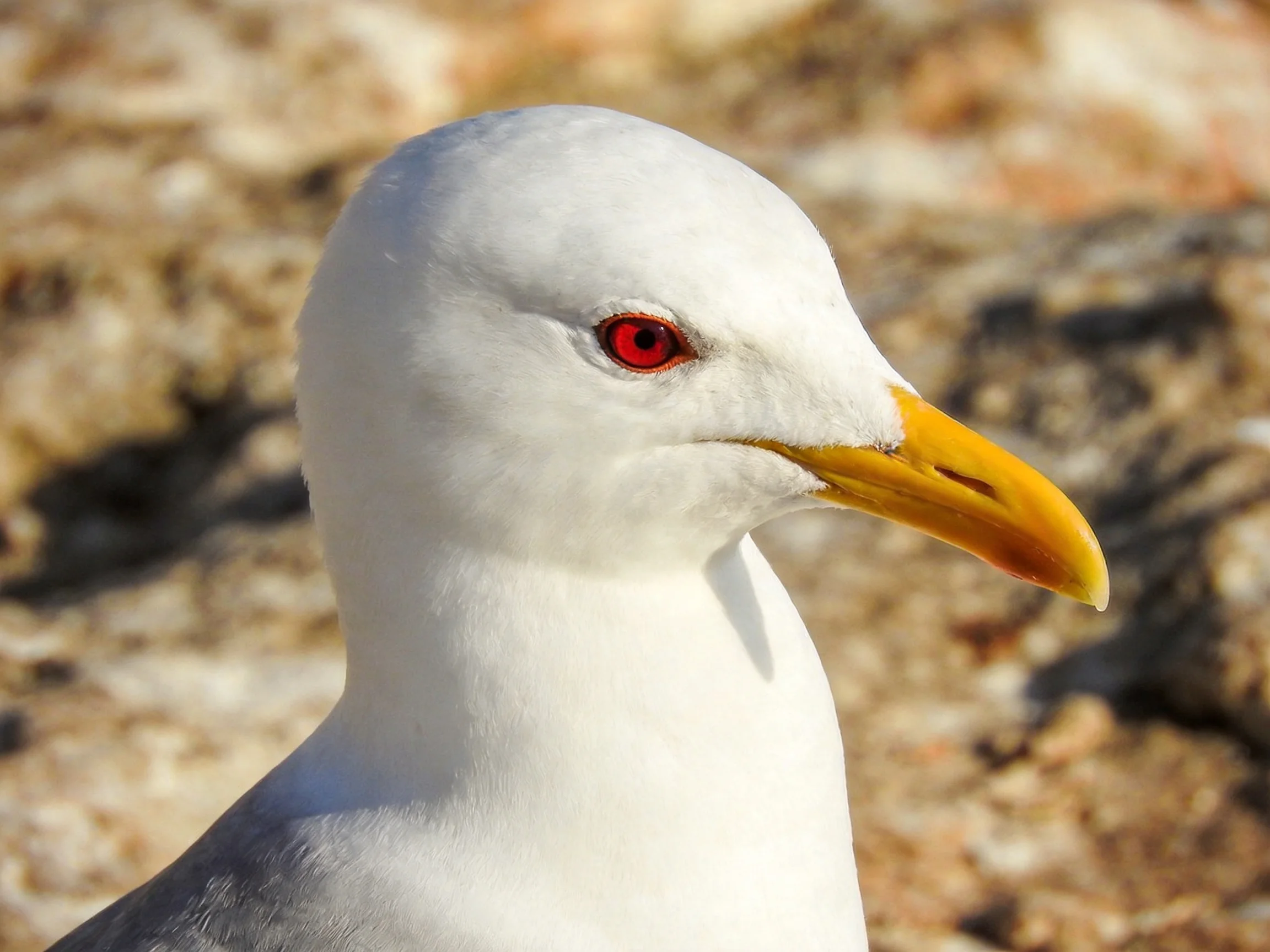 A seagull with white feathers and yellow beak photographed closely