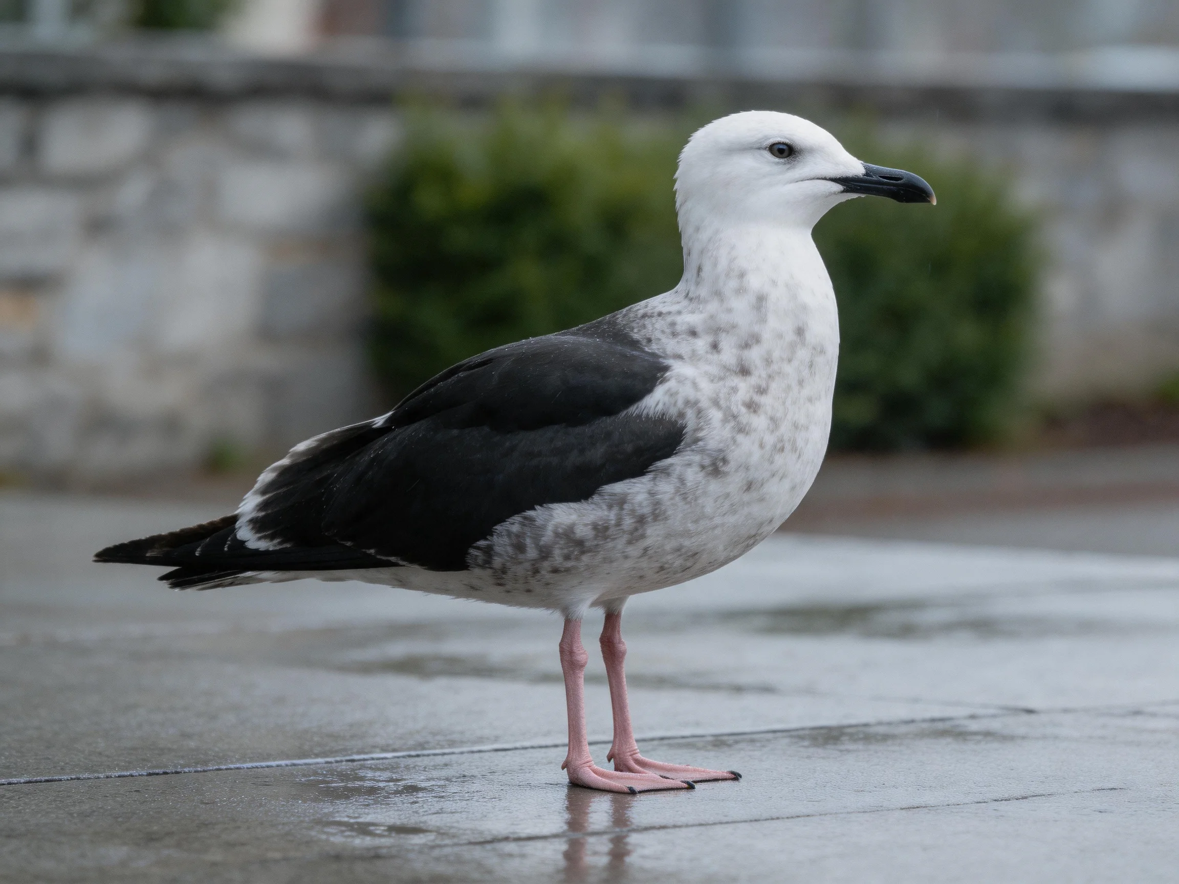 A seagull with white head, black wings stands on wet pavement