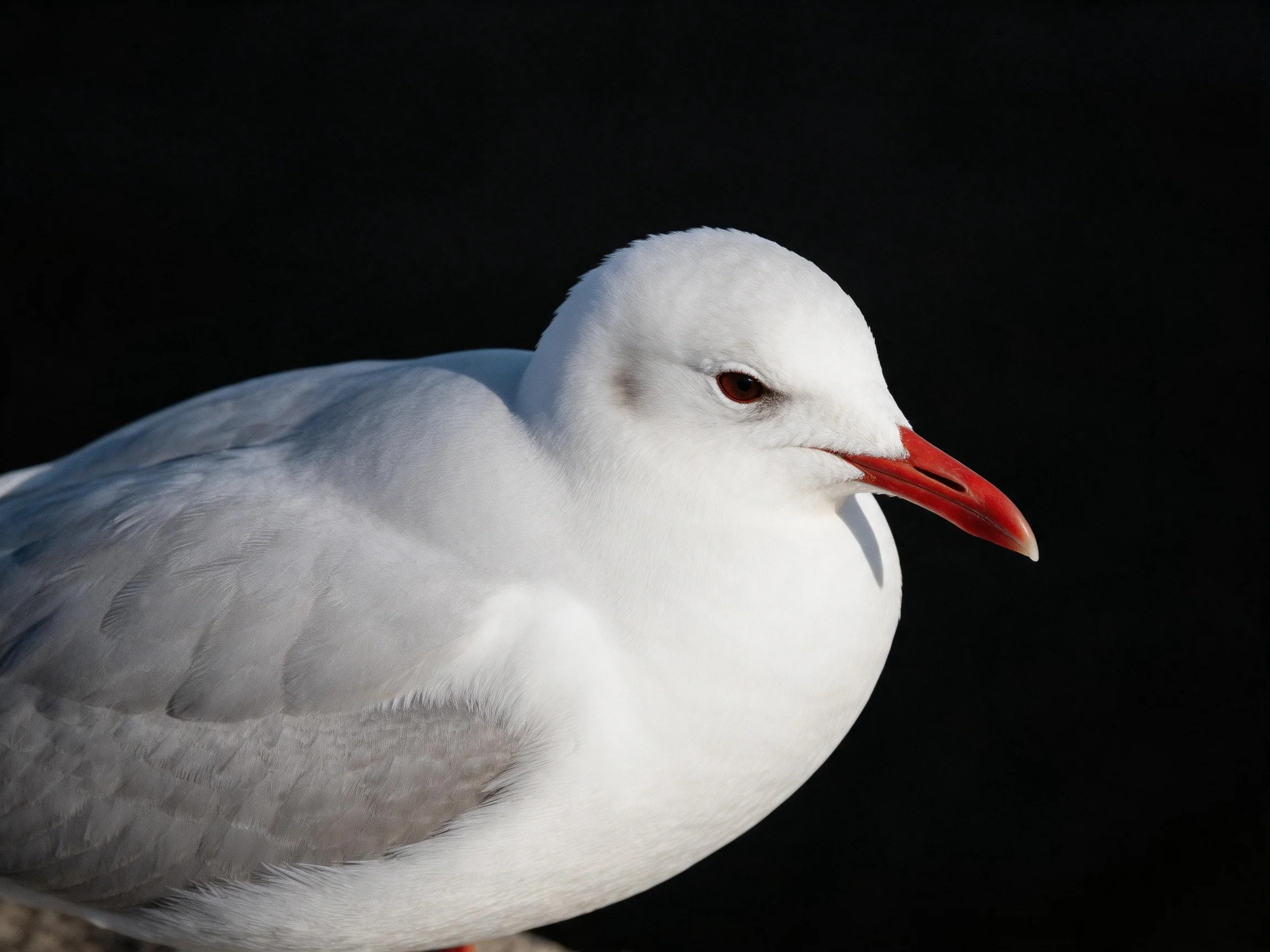 A seagull with white plumage and red beak against a dark background