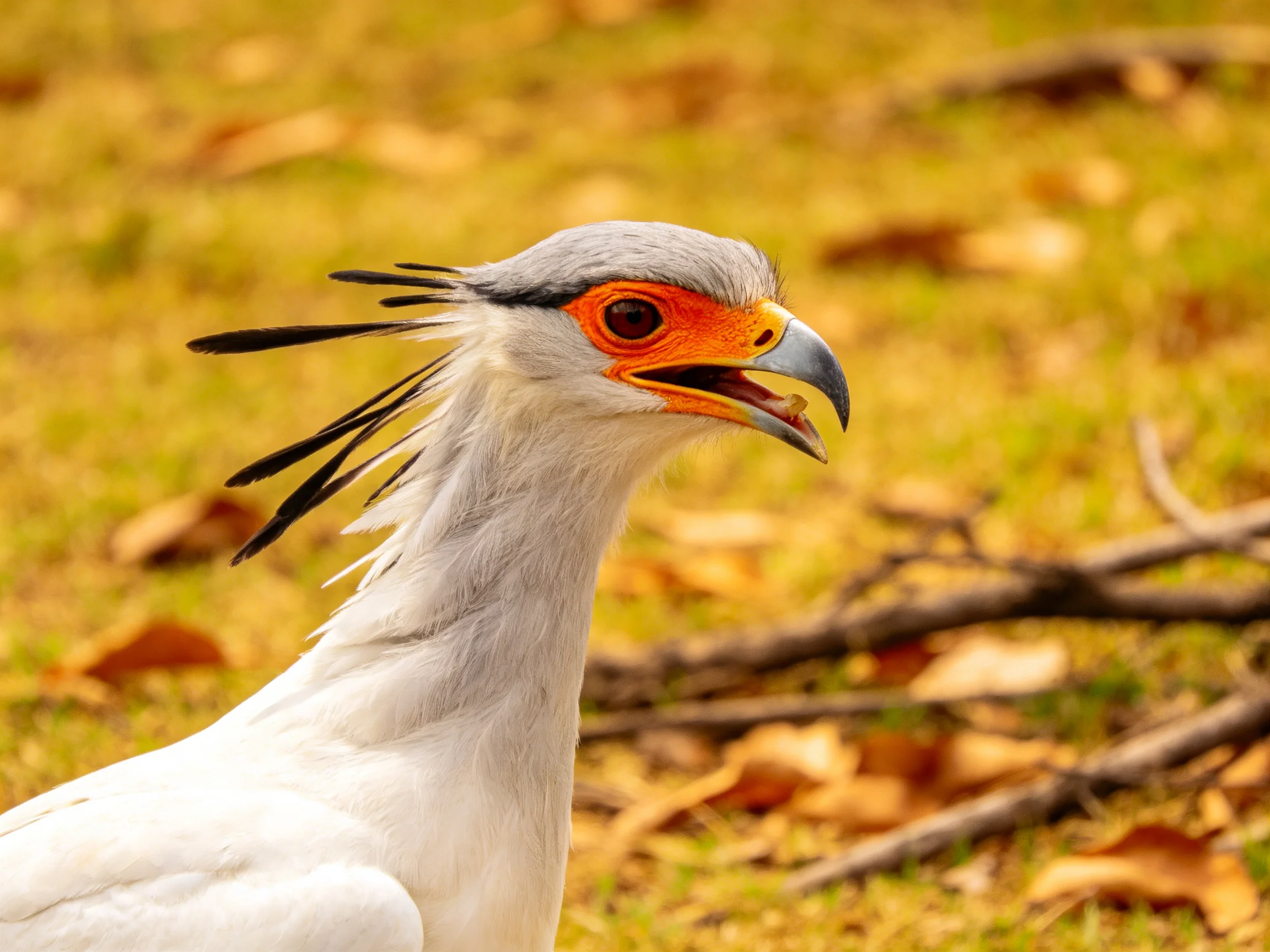 A secretary bird with distinctive black crest feathers