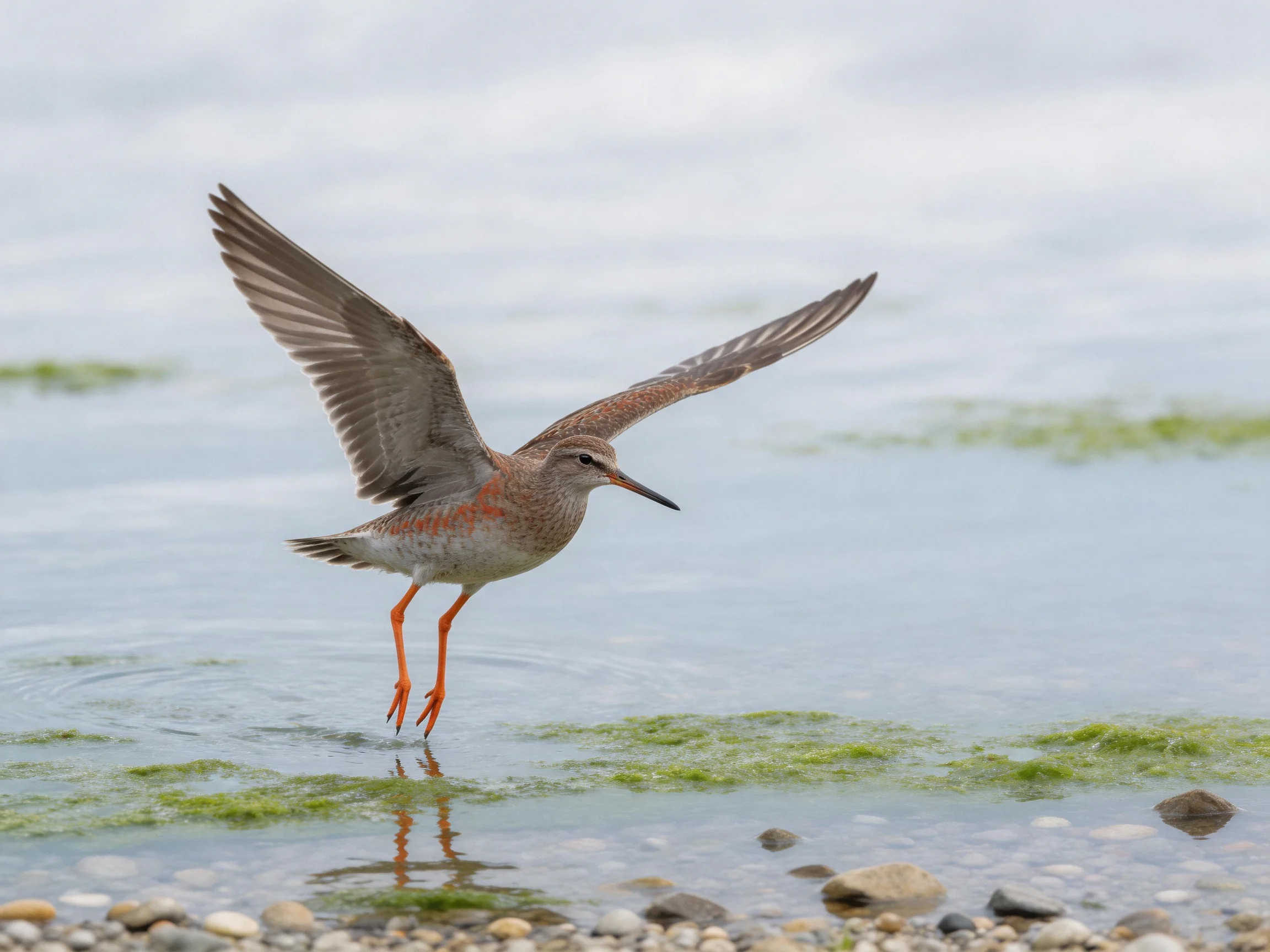 A shorebird with bright orange legs flies over shallow water with green patches