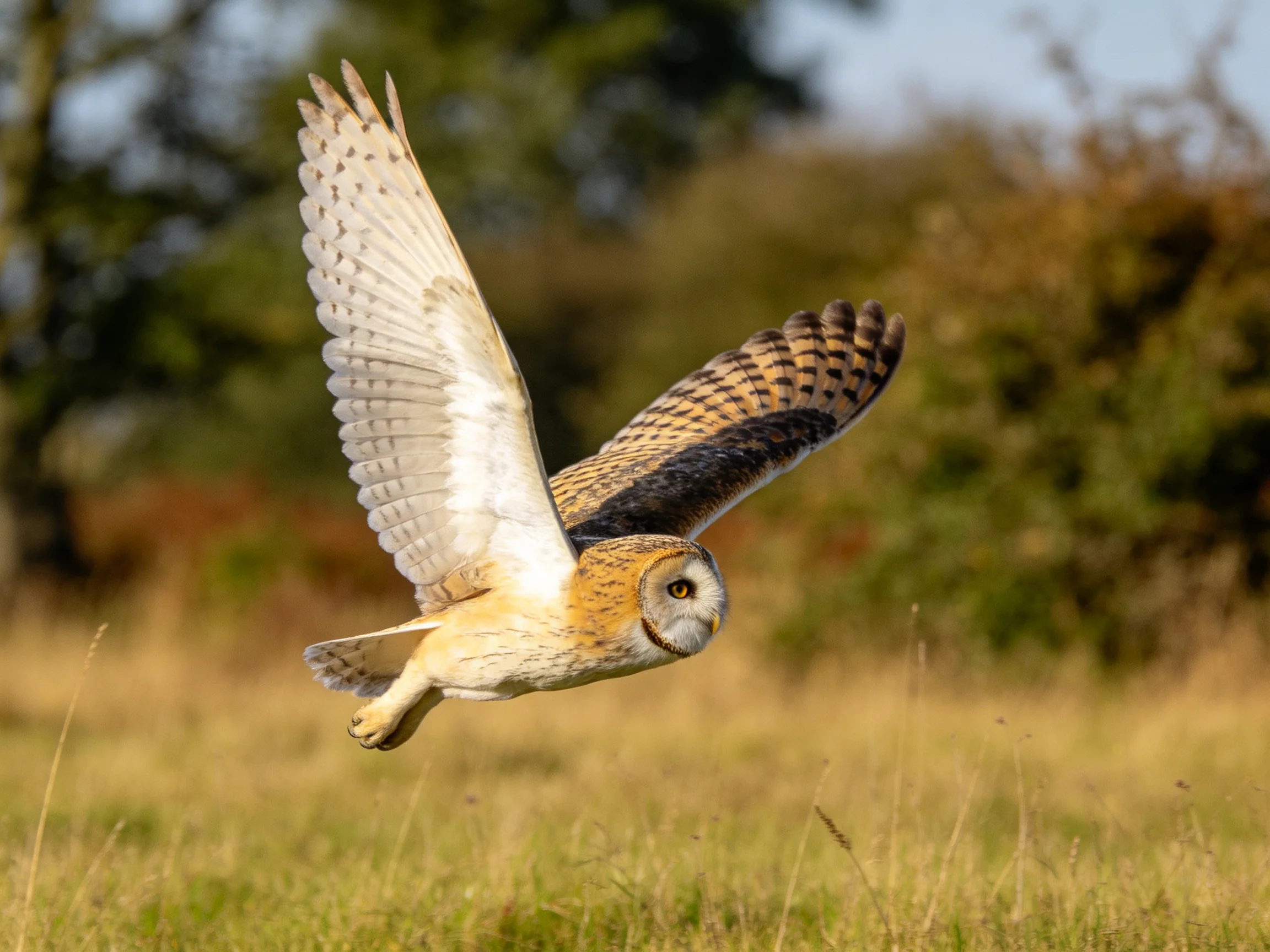 A short-eared owl glides over golden grasslands