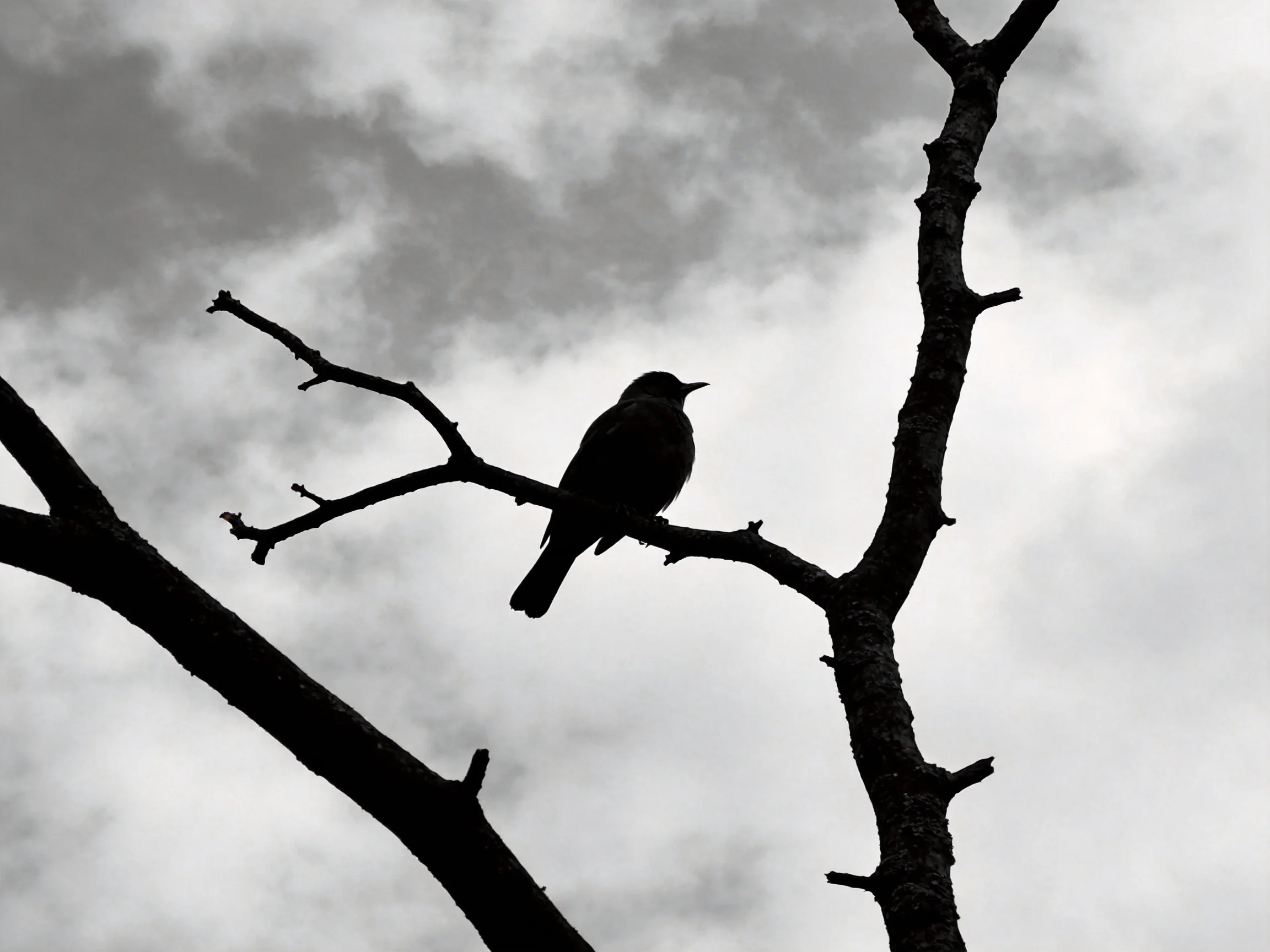 A silhouetted bird perched on a bare tree branch amid overcast skies
