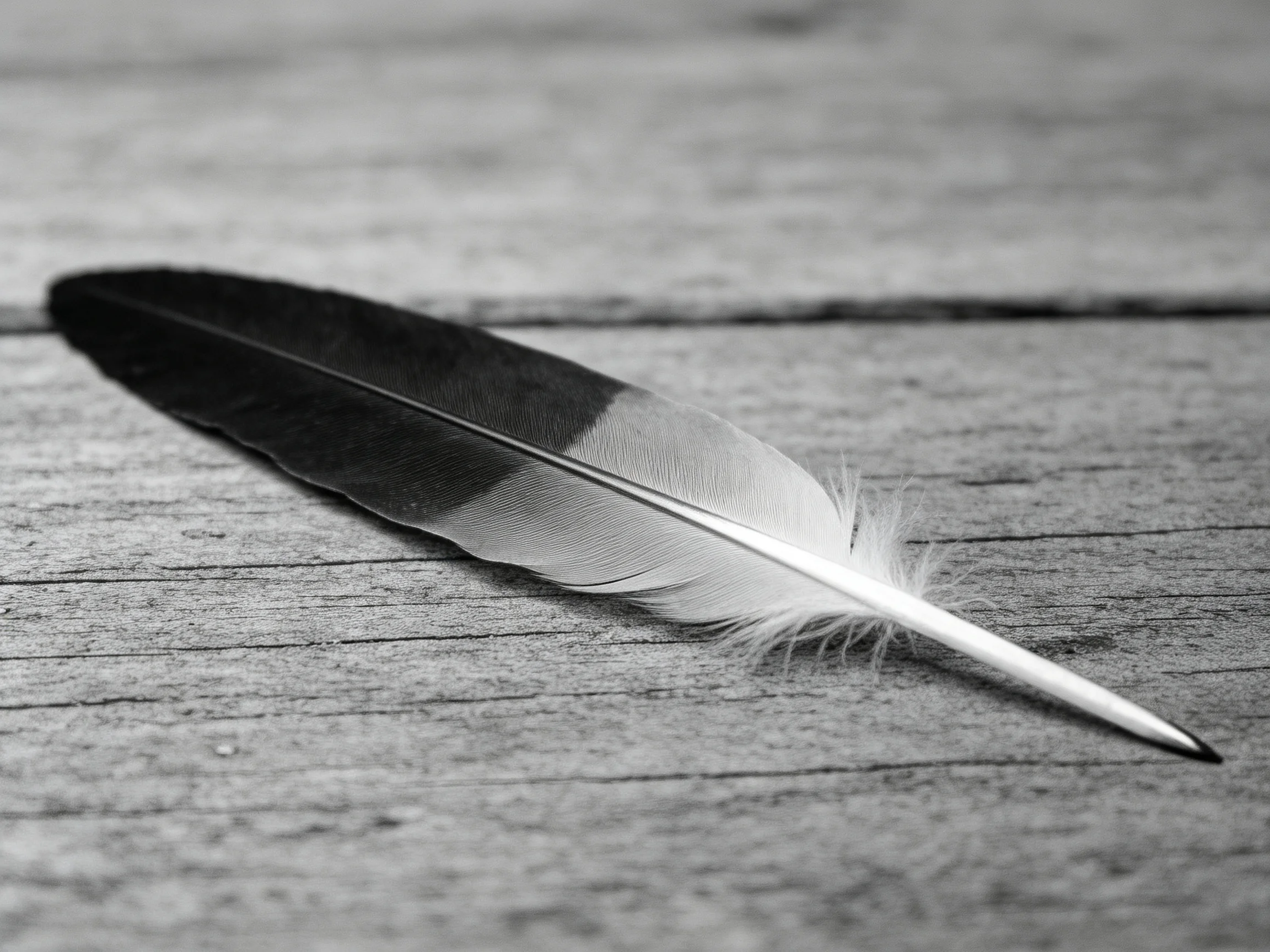 A single feather with dark and light shades rests on textured wooden planks