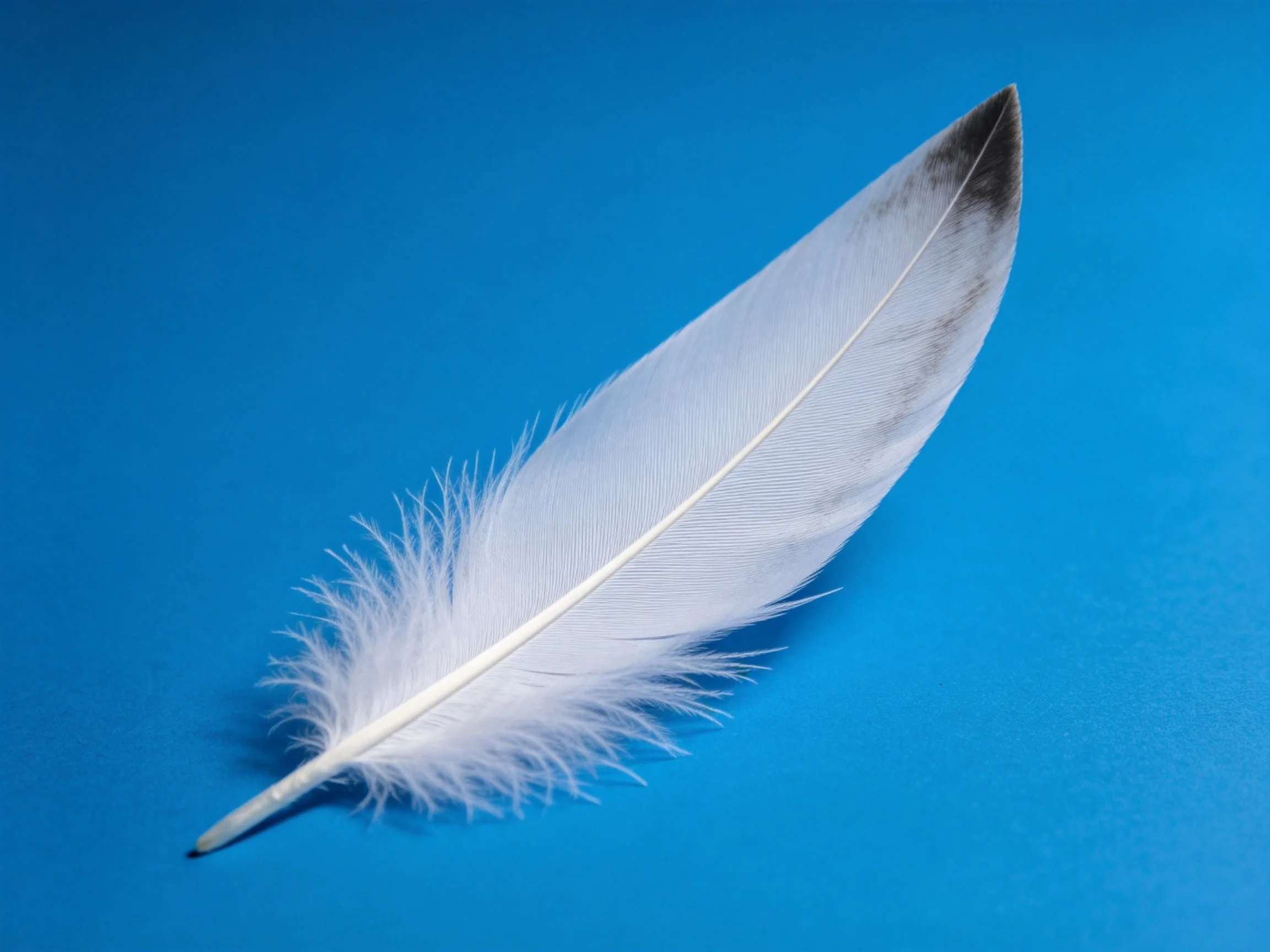 A single white feather with dark tip on bright blue background