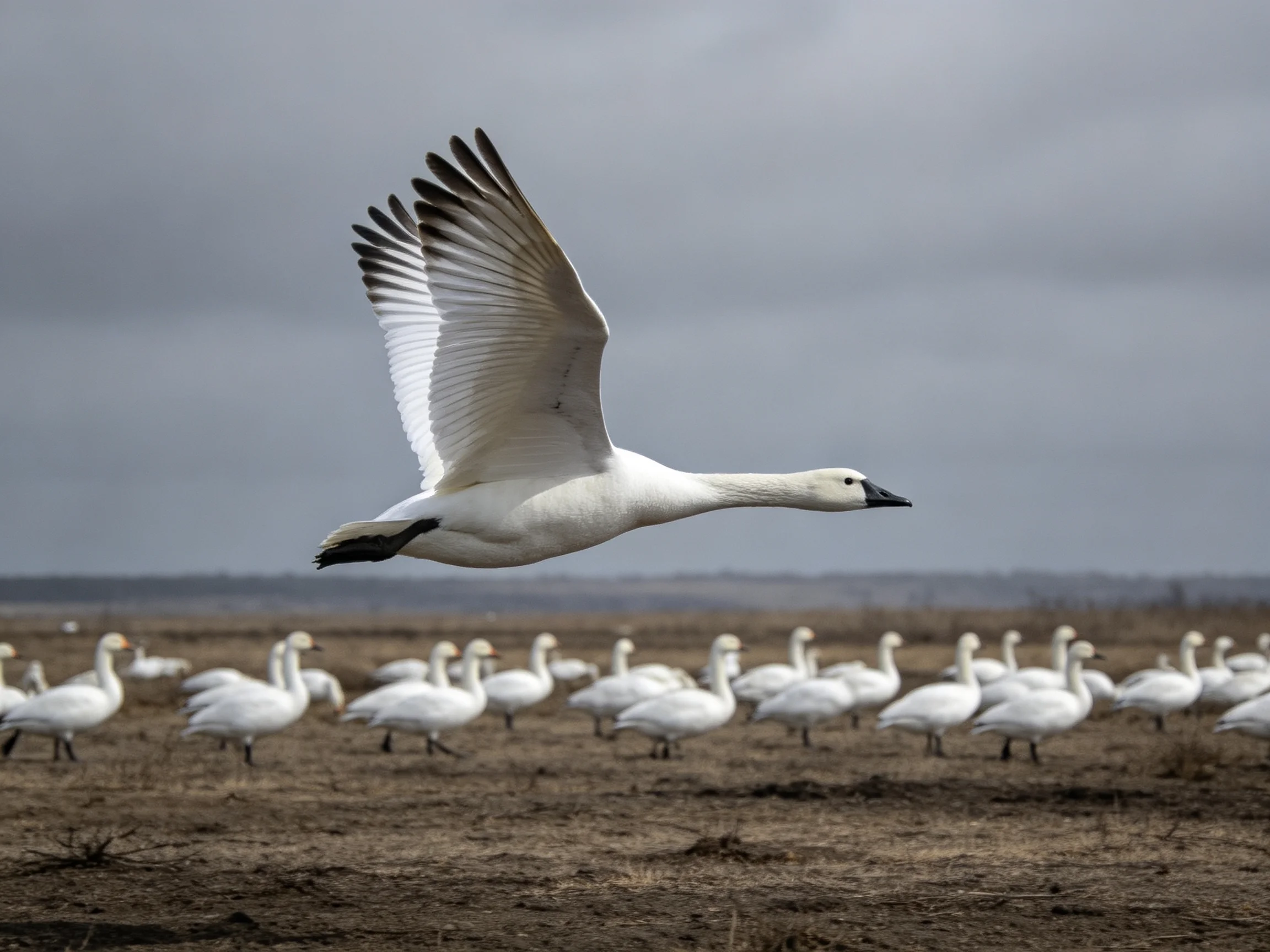 A single white swan flies over a group of resting swans