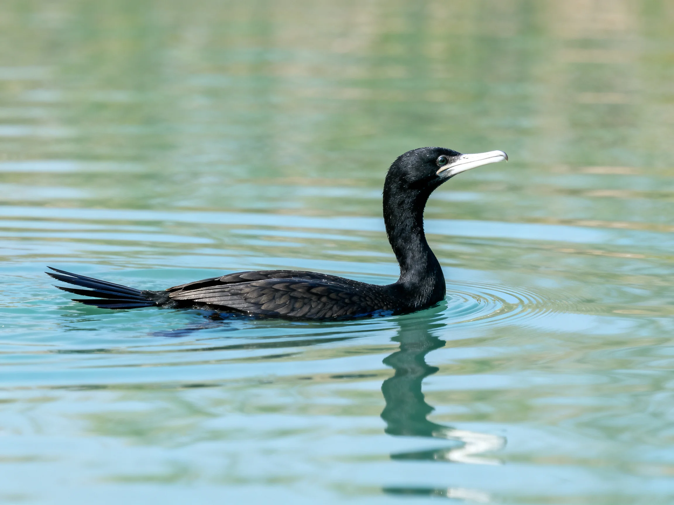 A sleek black cormorant gliding through calm turquoise waters