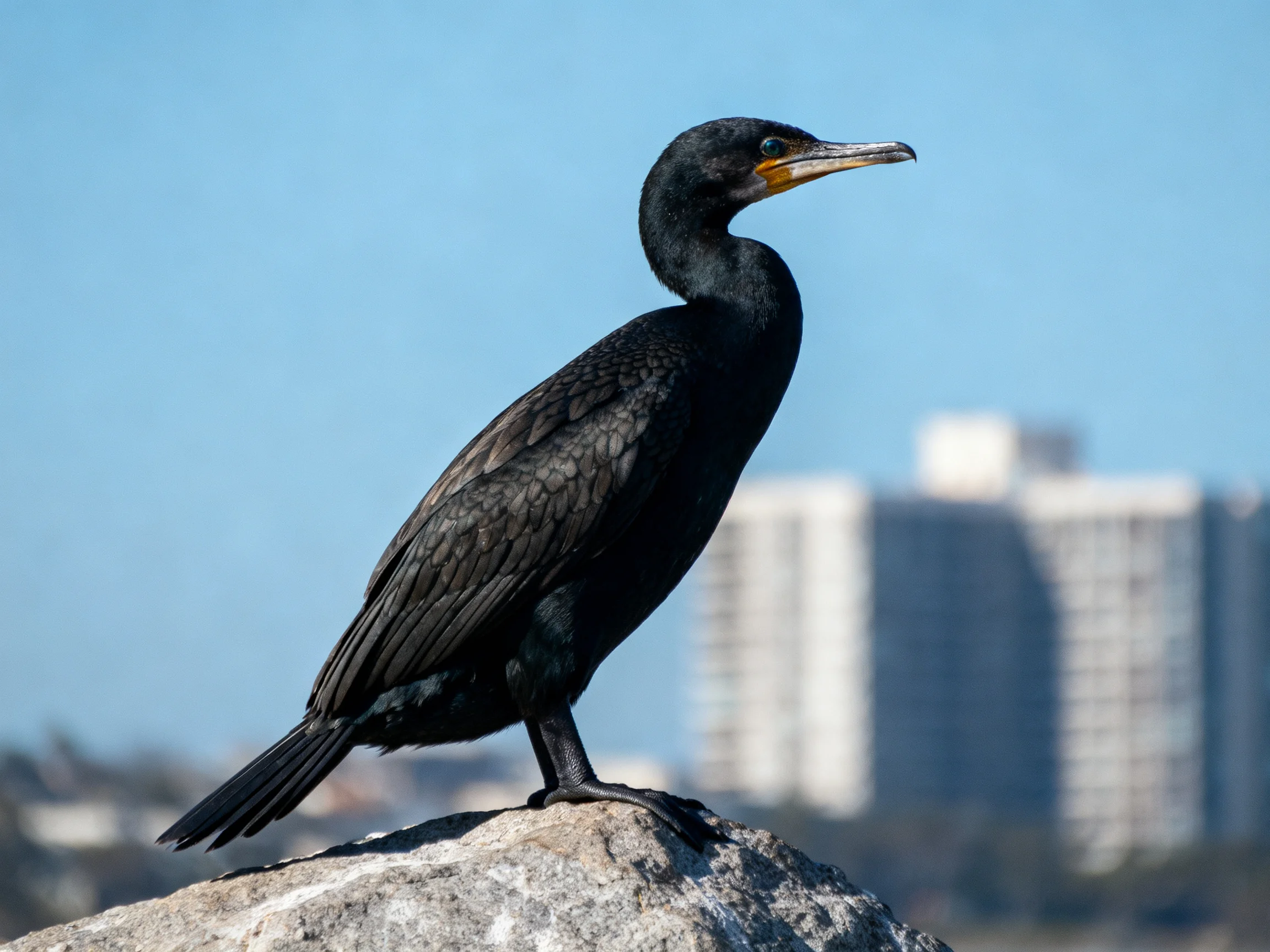 A sleek black cormorant perched on a weathered rock near tall buildings