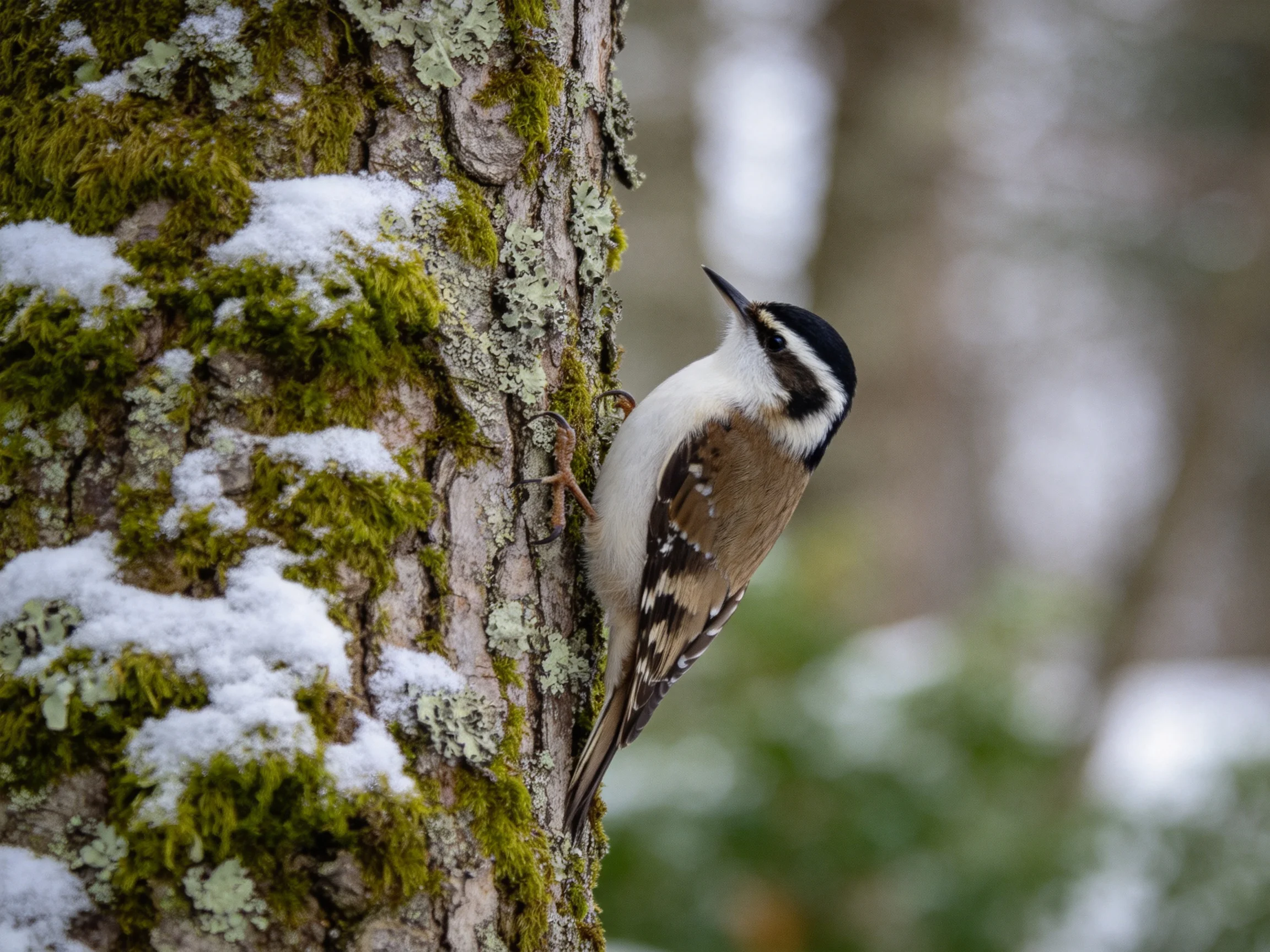 A small bird clings to a mossy, lichen-covered tree trunk with snow patches.