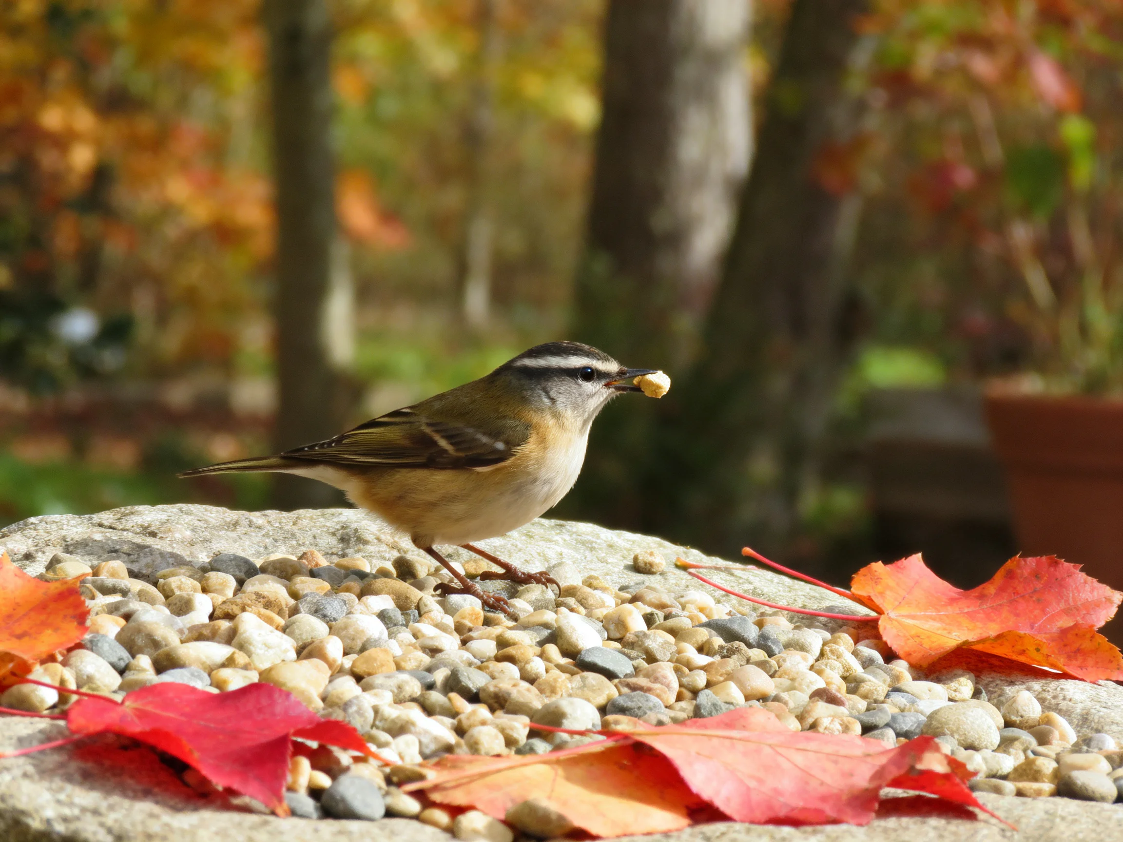 A small bird stands on pebbled stone near colorful autumn leaves