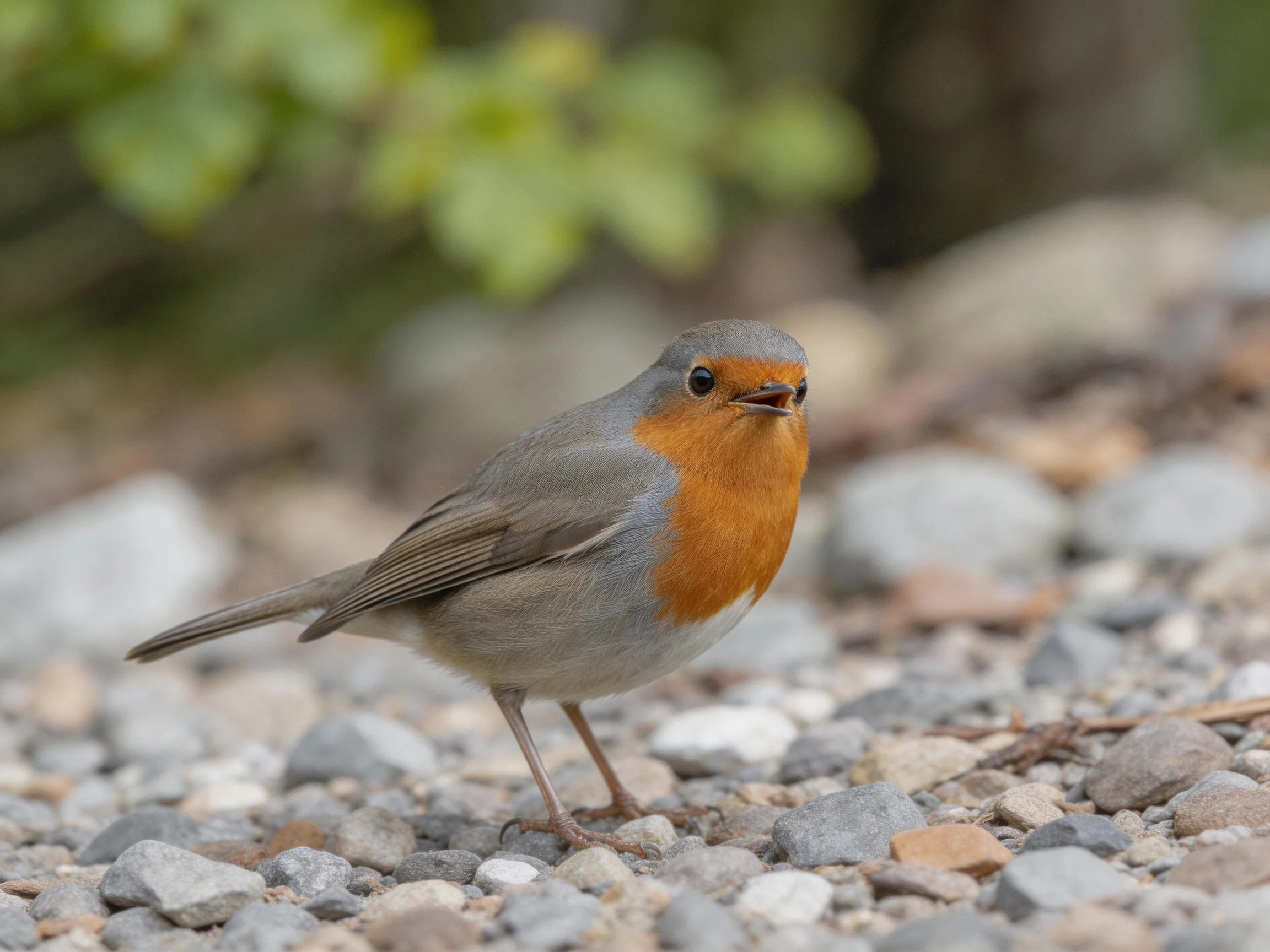 A small bird with an orange chest stands on gravel near greenery