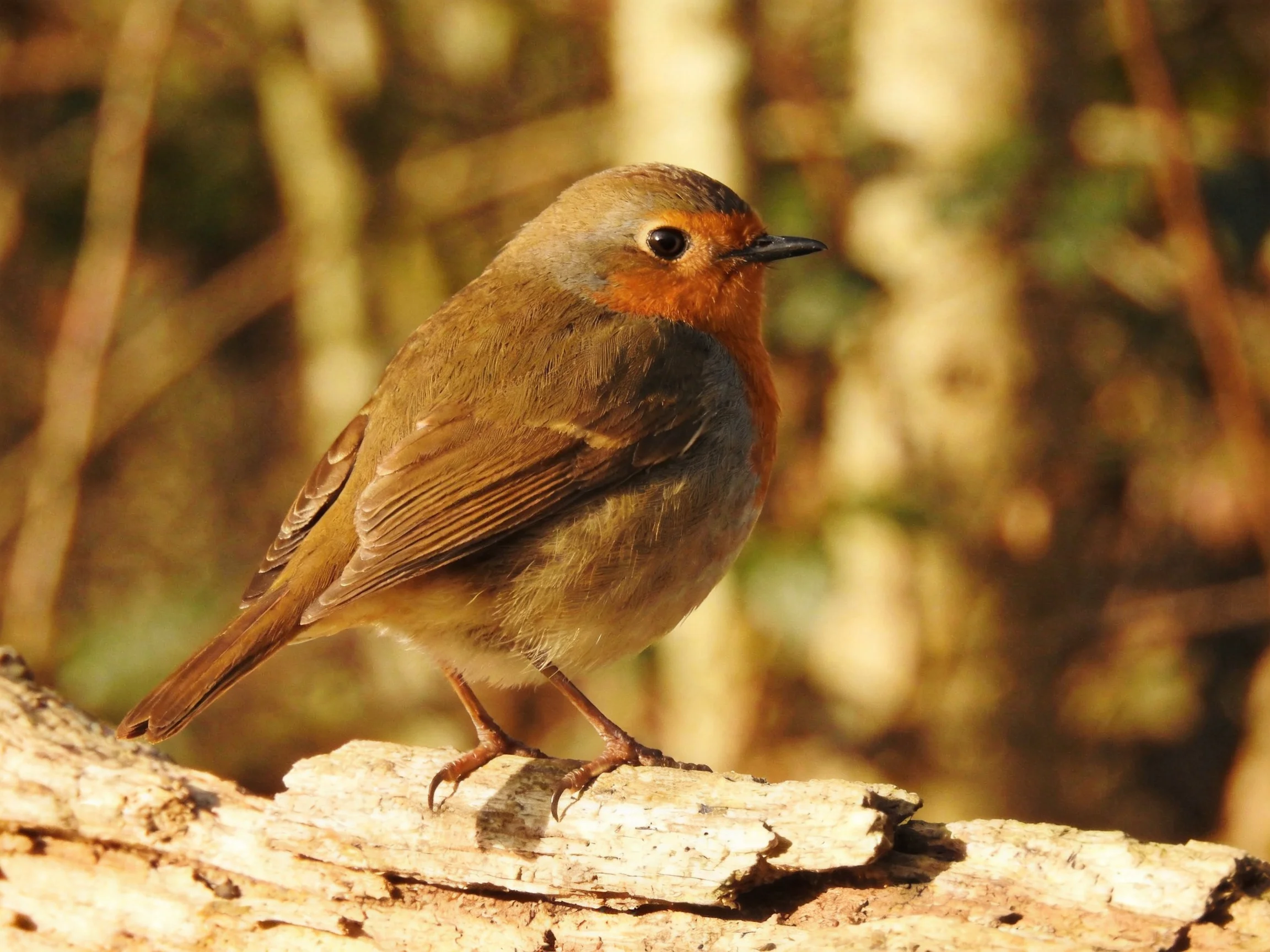 A small bird with an orange throat perched on a weathered wooden log