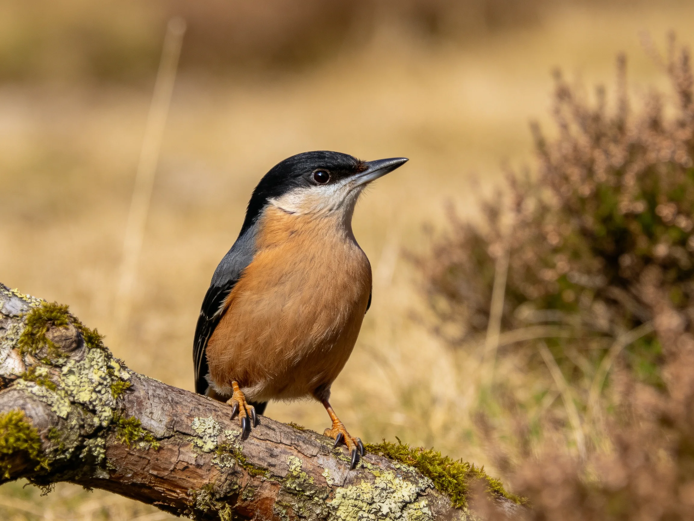 A small bird with black cap, gray wings, and brown chest perches on a mossy branch
