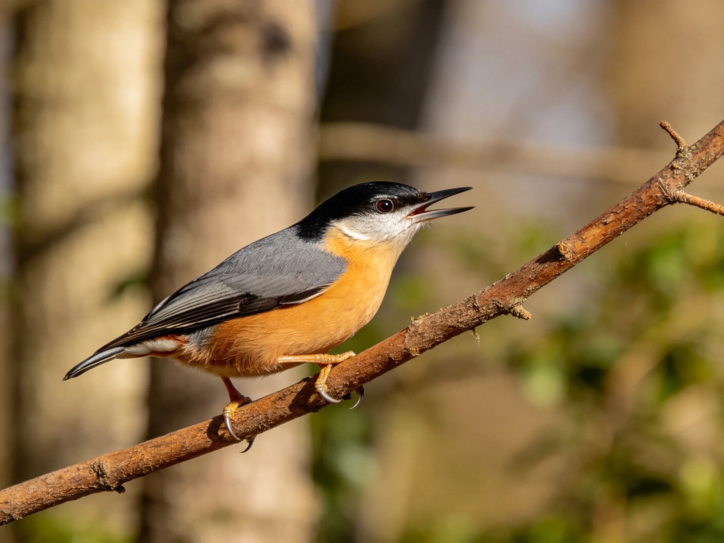 A small bird with black cap, gray wings, and orange chest perches on a brown branch