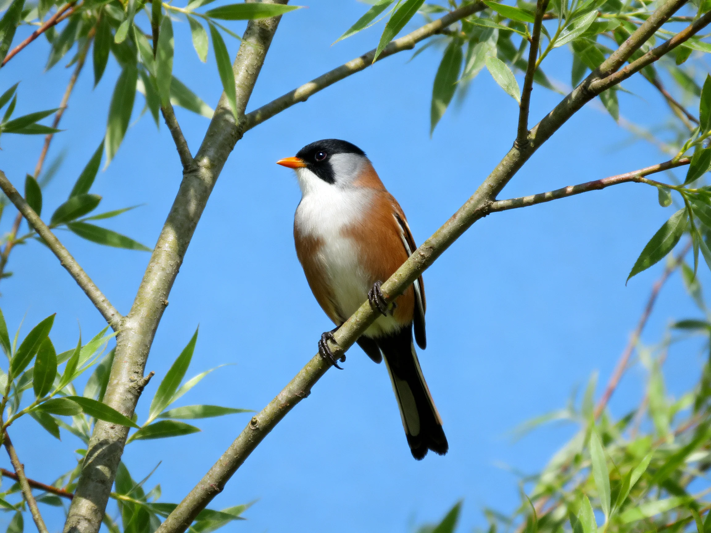 A small bird with black cap, orange beak, perched on a leafy branch