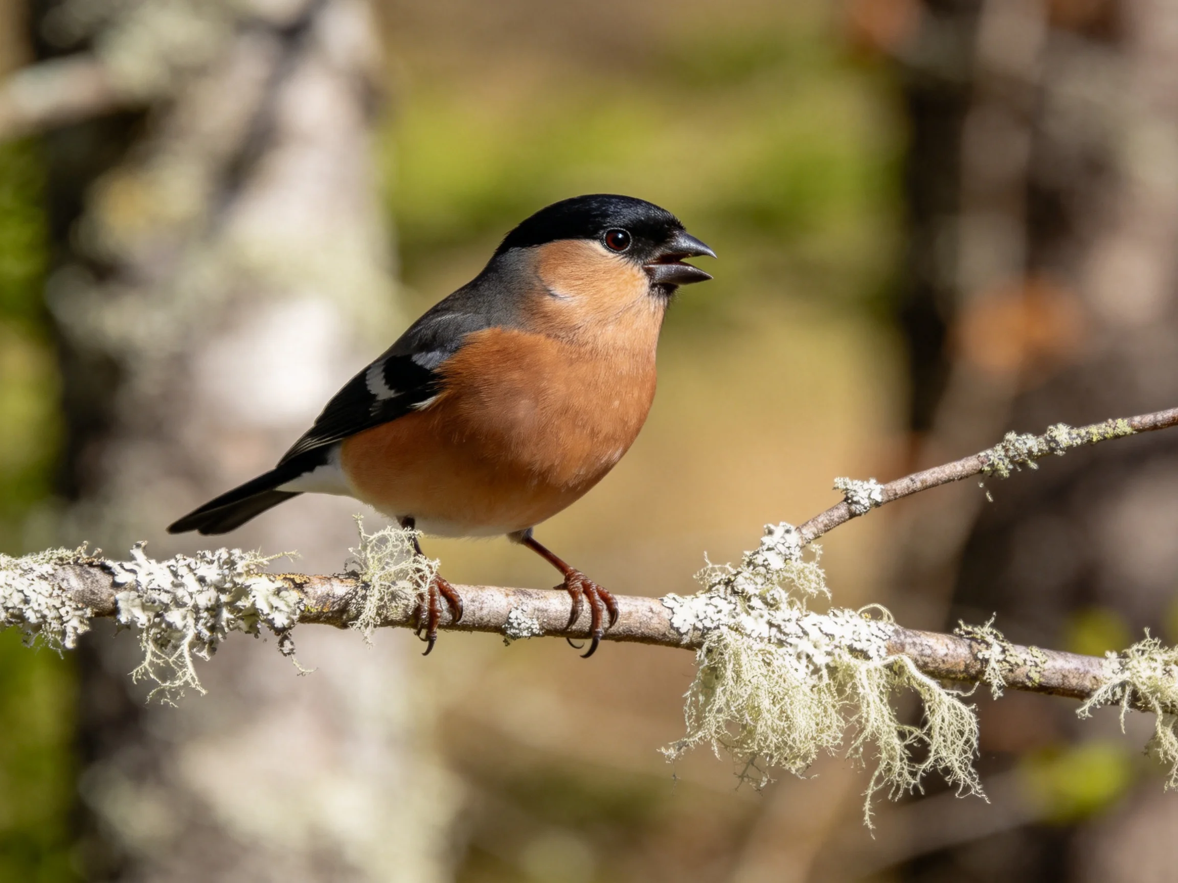A small bird with multicolored plumage rests on a lichen-draped branch