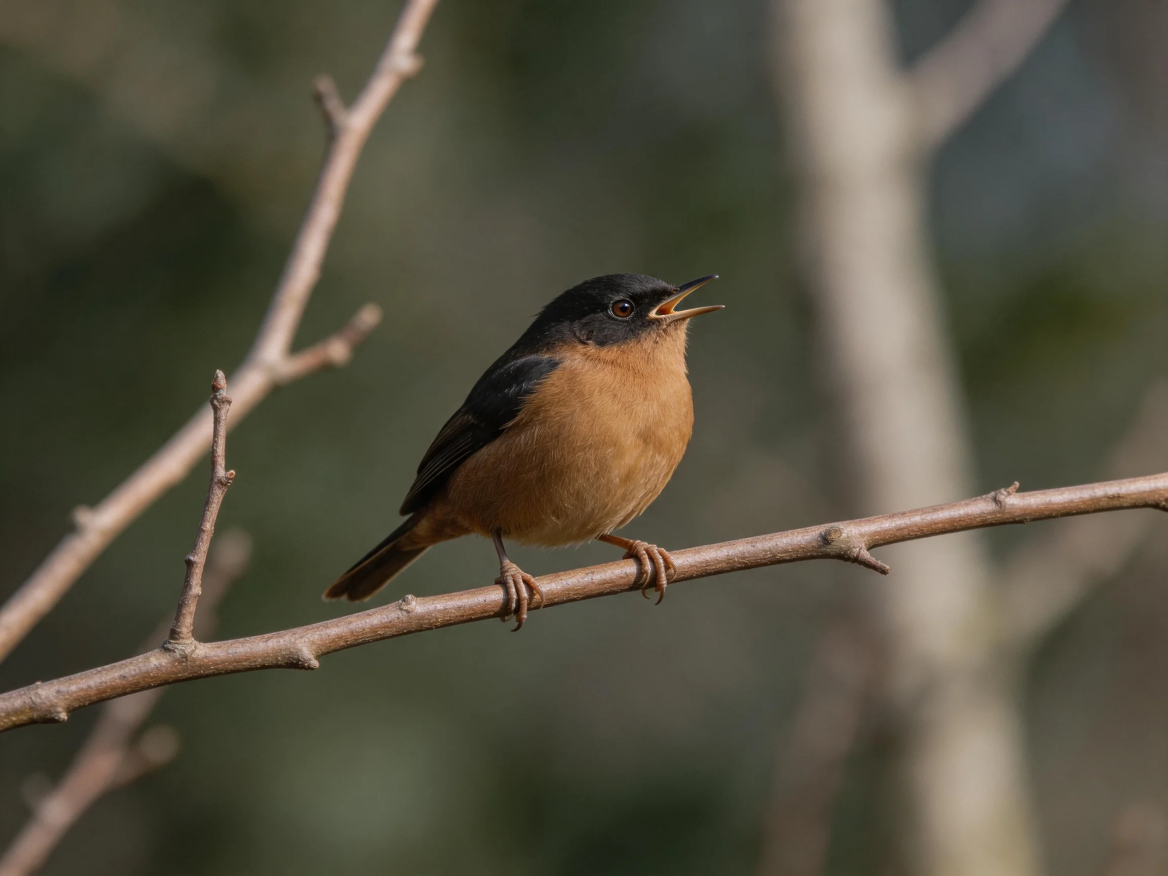 A small bird with black head and brown chest perched on a bare branch