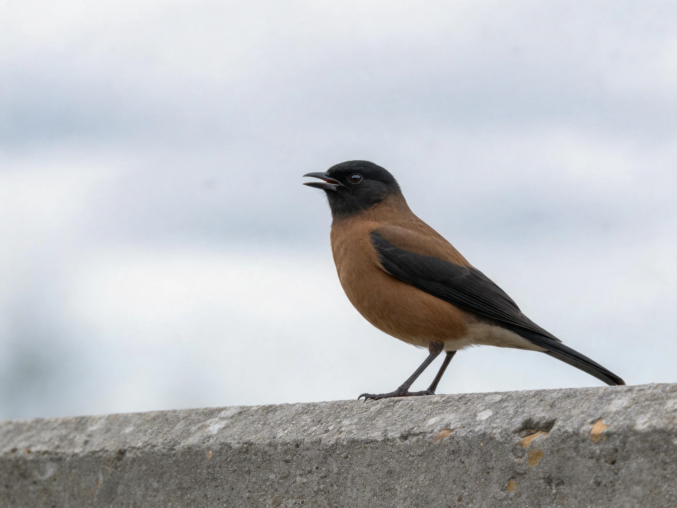 A small bird with black head and brown plumage perched on weathered concrete
