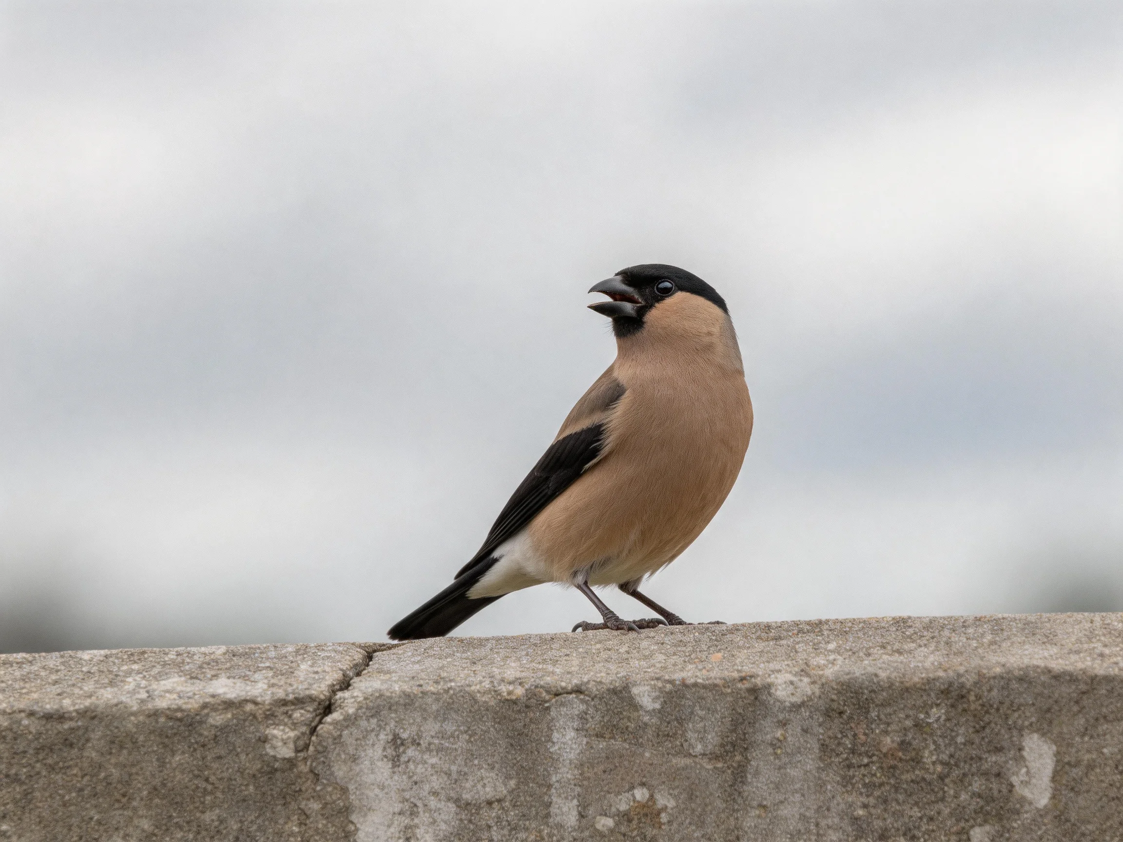 A small bird with black head and tan body perched on concrete