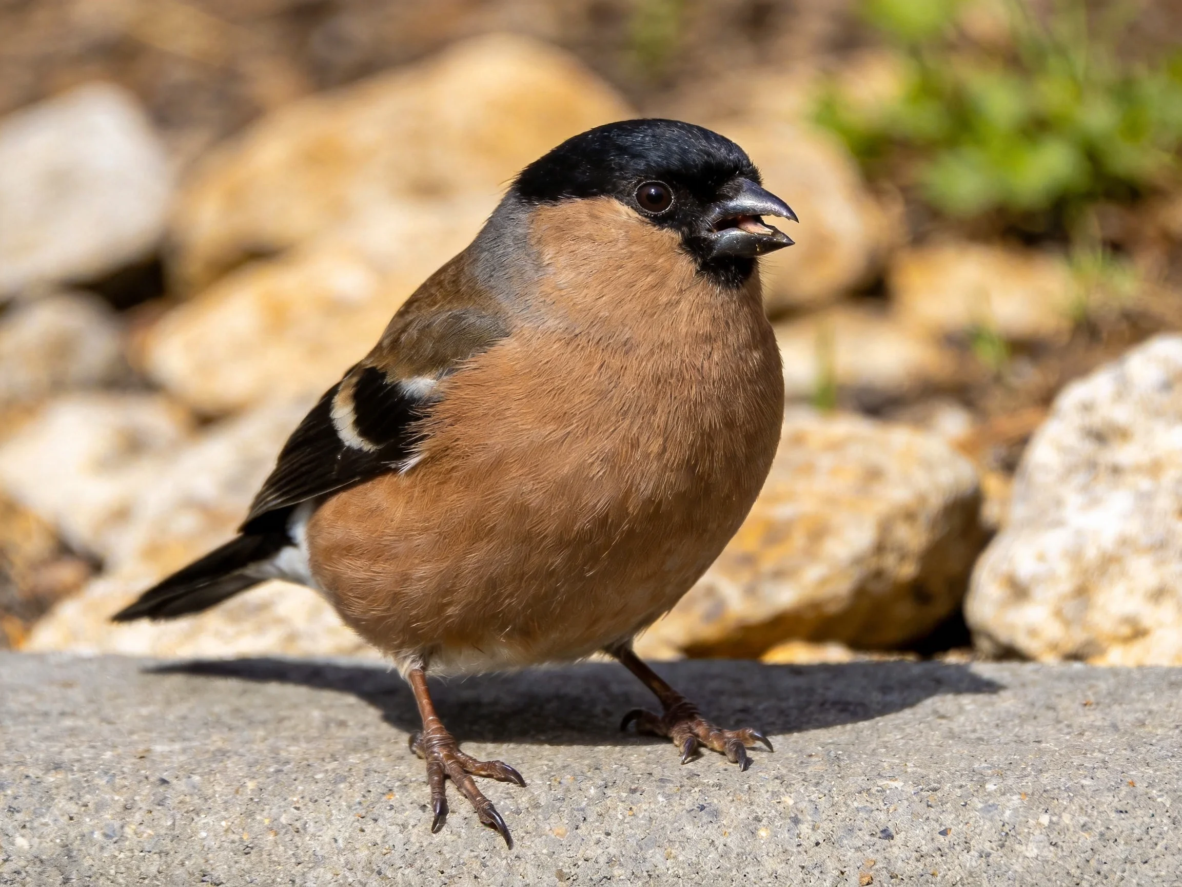 A small bird with black head, brown body, and white wing markings near rocks