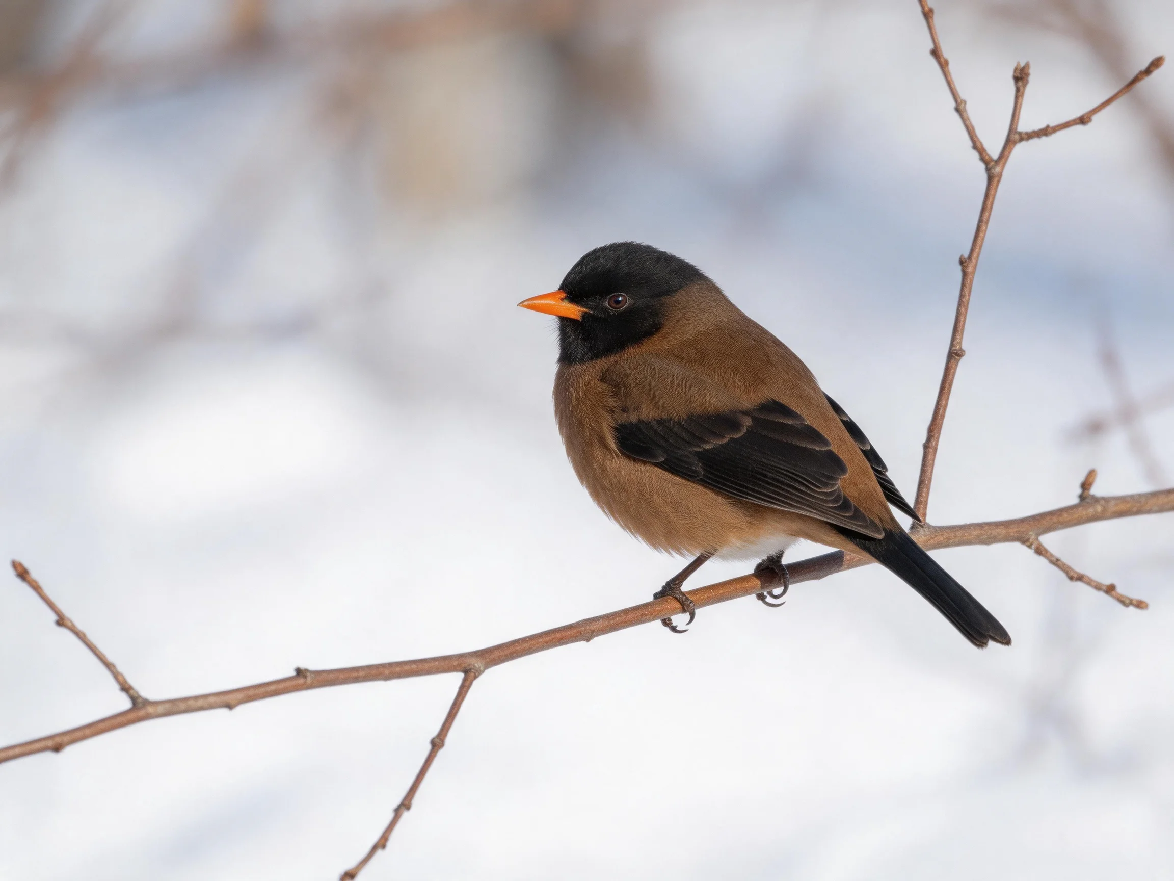 A small bird with black head, brown body, orange beak on bare branch