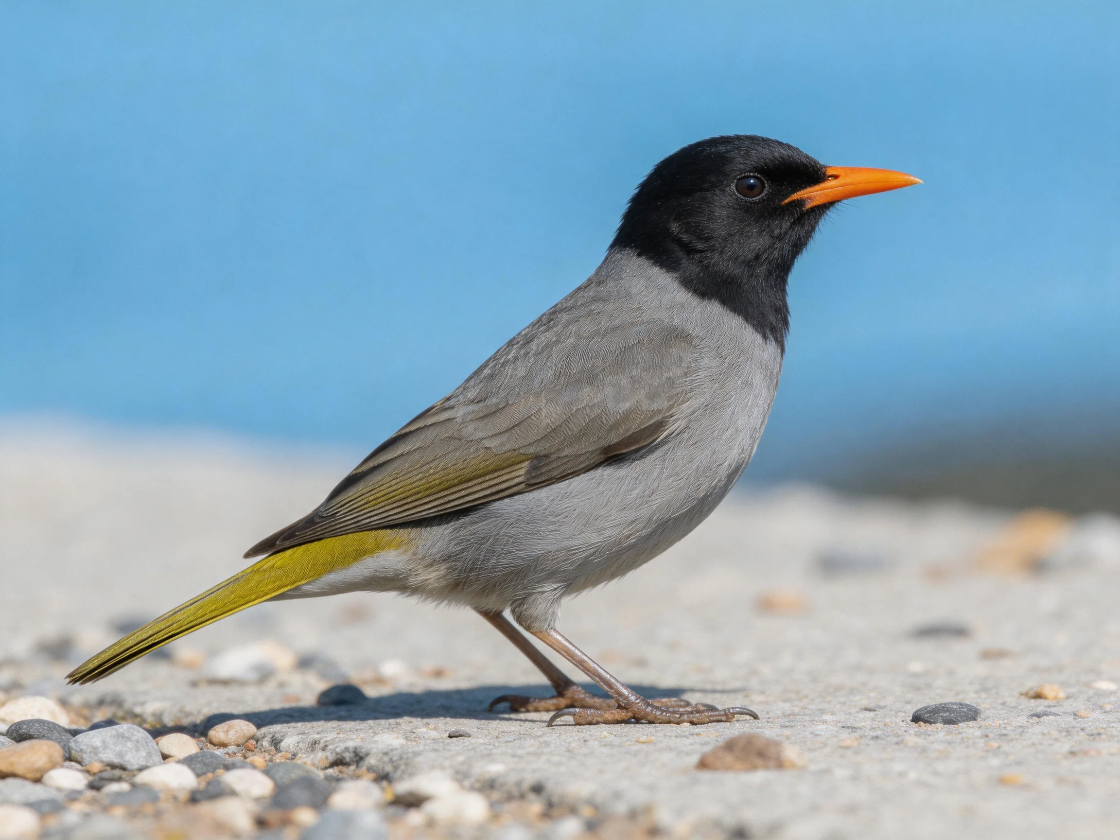 A small bird with black head, gray body, orange beak on pebbly ground