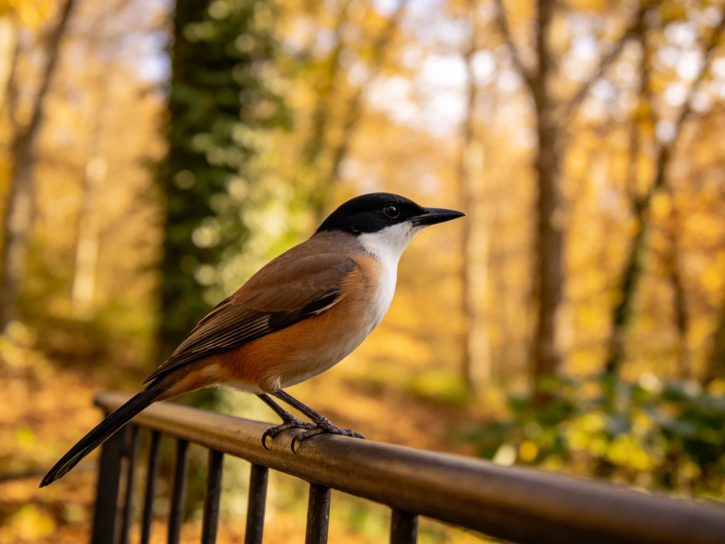 A small bird with black head, white chest, brown body perches on metal railing amid golden autumn tre
