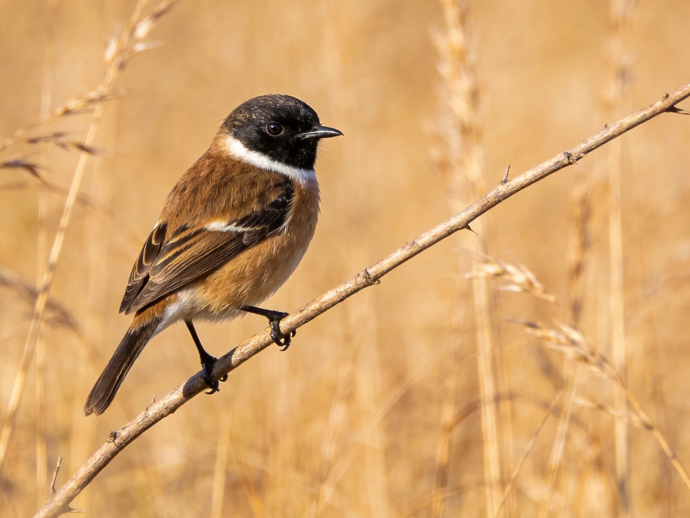 A small bird with black head, white neck stripe, brown body on a thin branch
