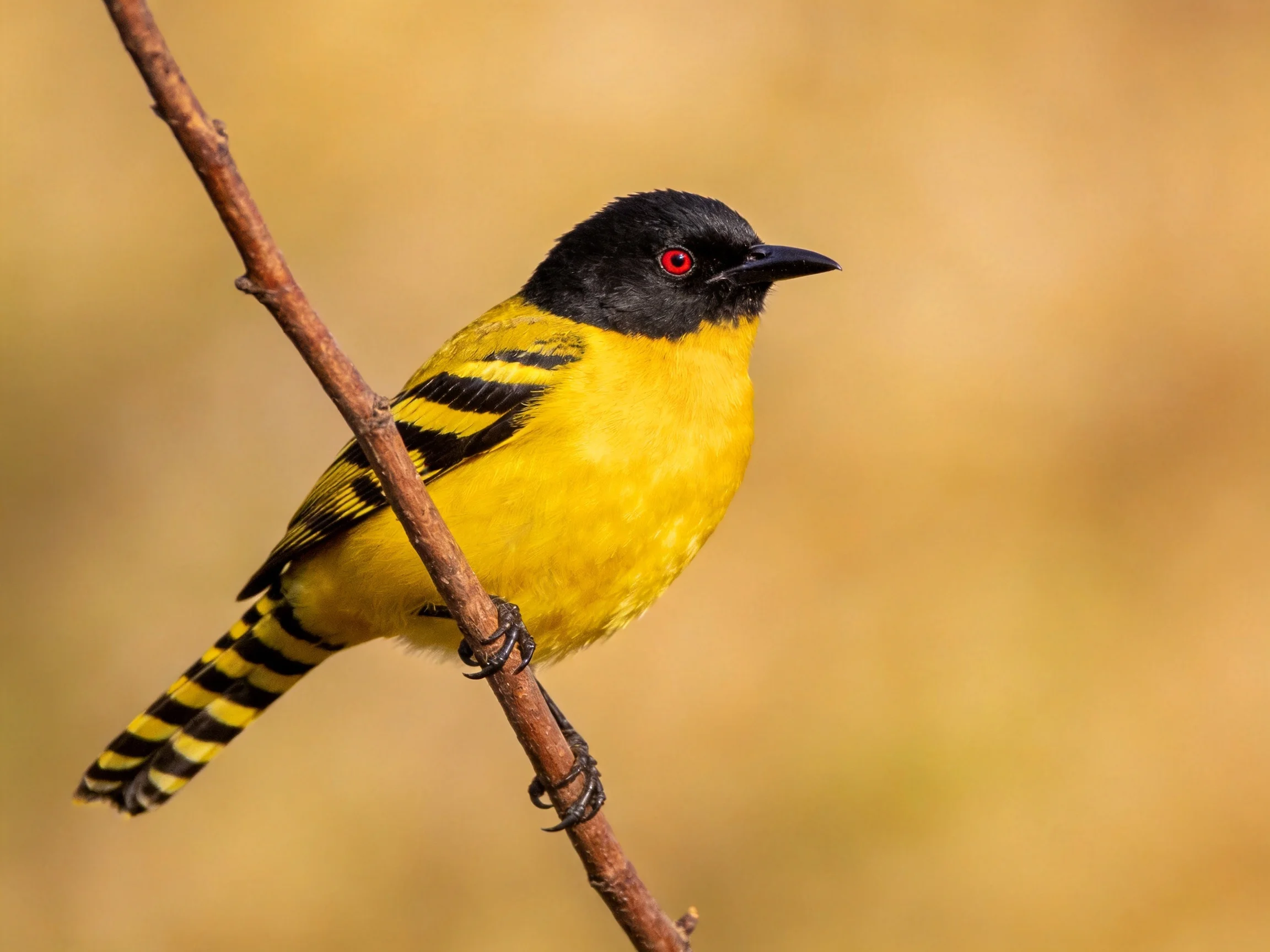 A small bird with black head, yellow body, and striped wings on a branch