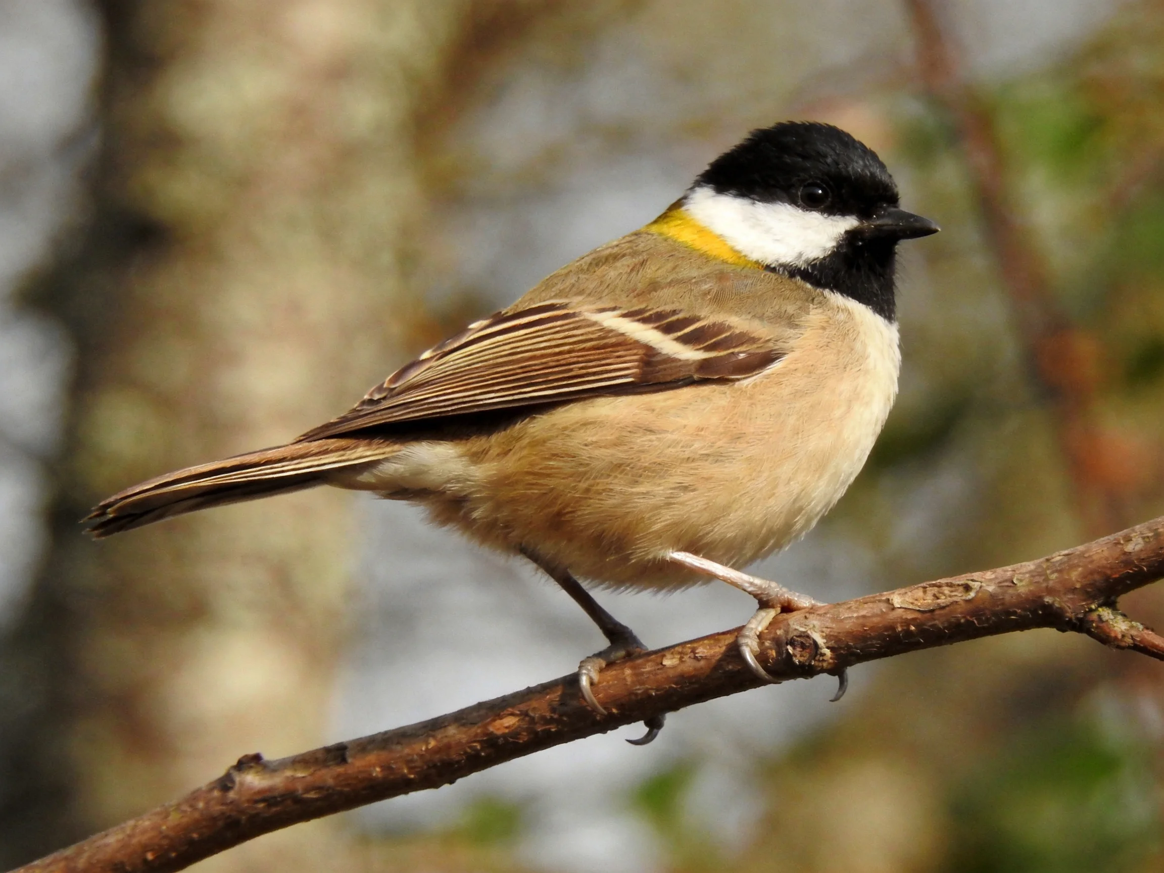 A small bird with black head, yellow collar, and tan body perched on a branch