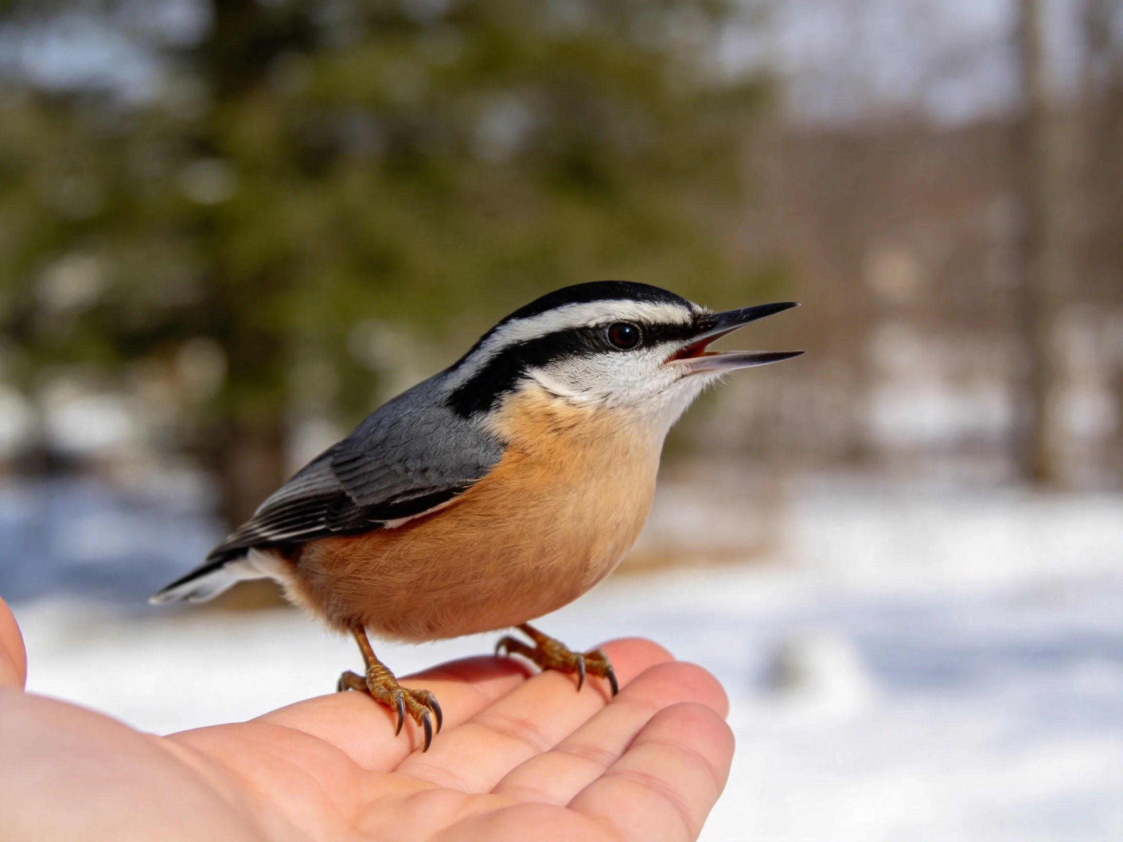 A small bird with diverse feathering sits calmly on a human hand in a snowy outdoor space.