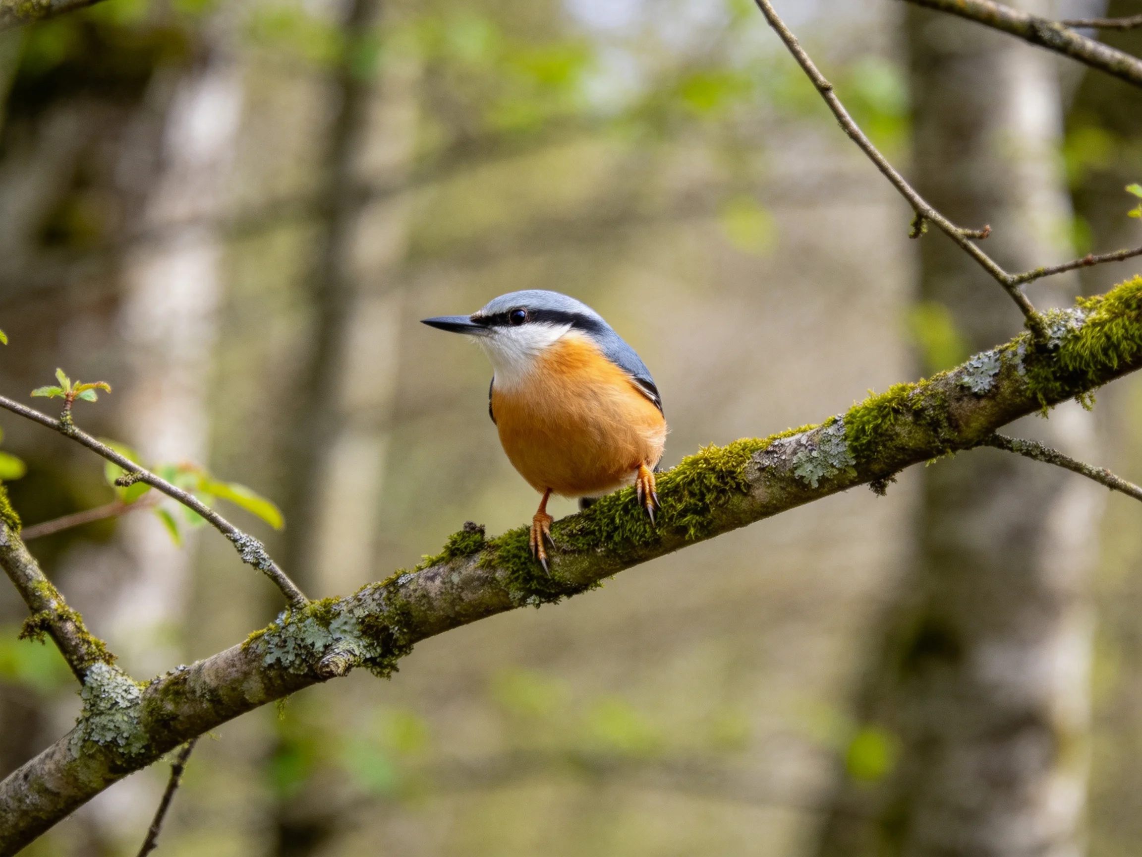 A small bird with blue cap and orange chest sits on a moss-covered tree branch