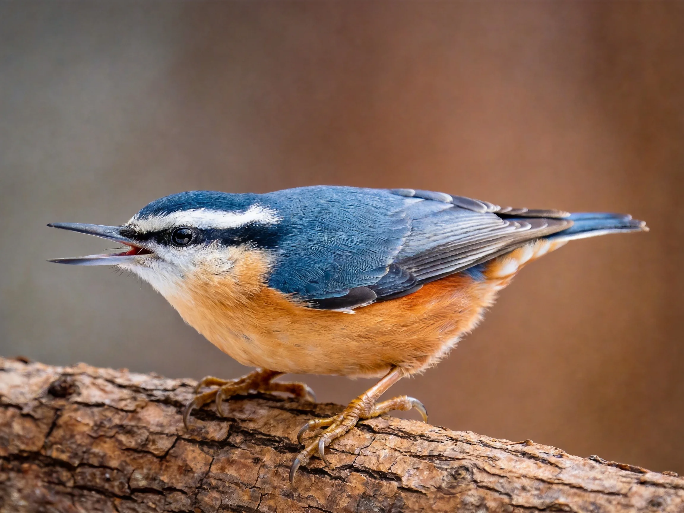A small bird with blue wings, orange underbelly, perched on a tree branch