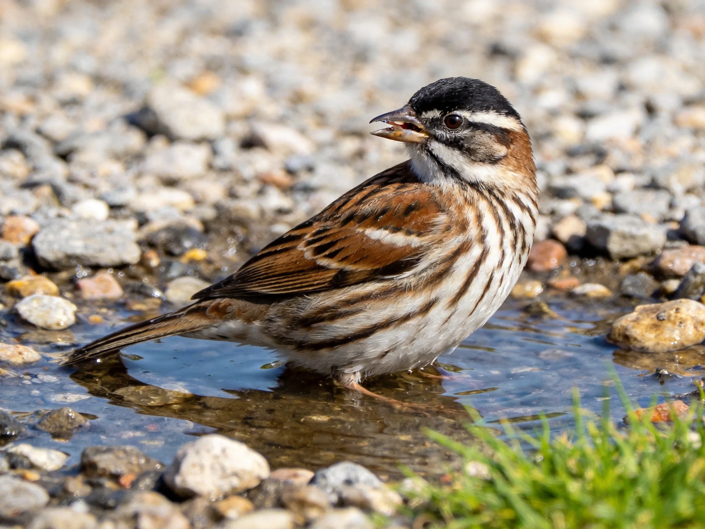 A small bird with distinctive markings bathes in a shallow puddle surrounded by pebbles.