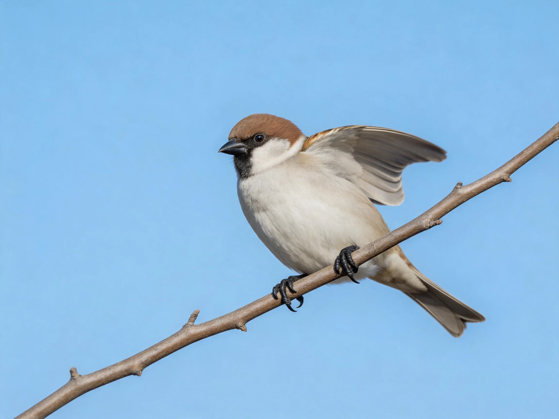 A small bird with brown cap perched on a bare branch against bright blue sky